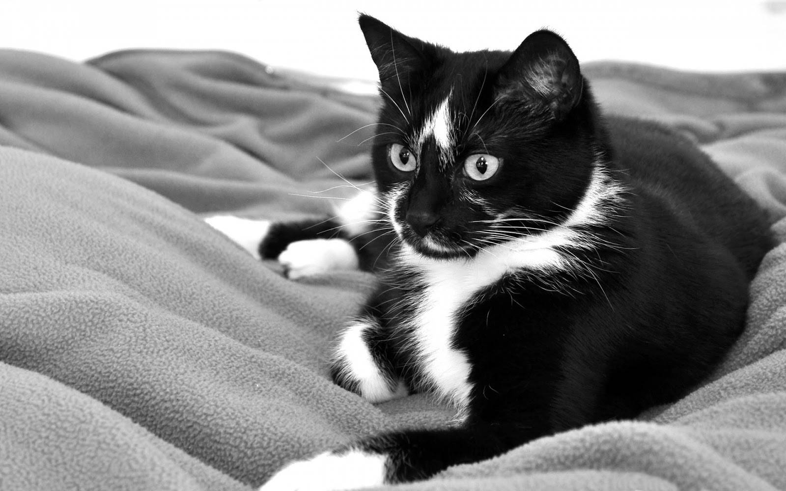 白黒猫が柔らかなブランケットの上で 壁紙