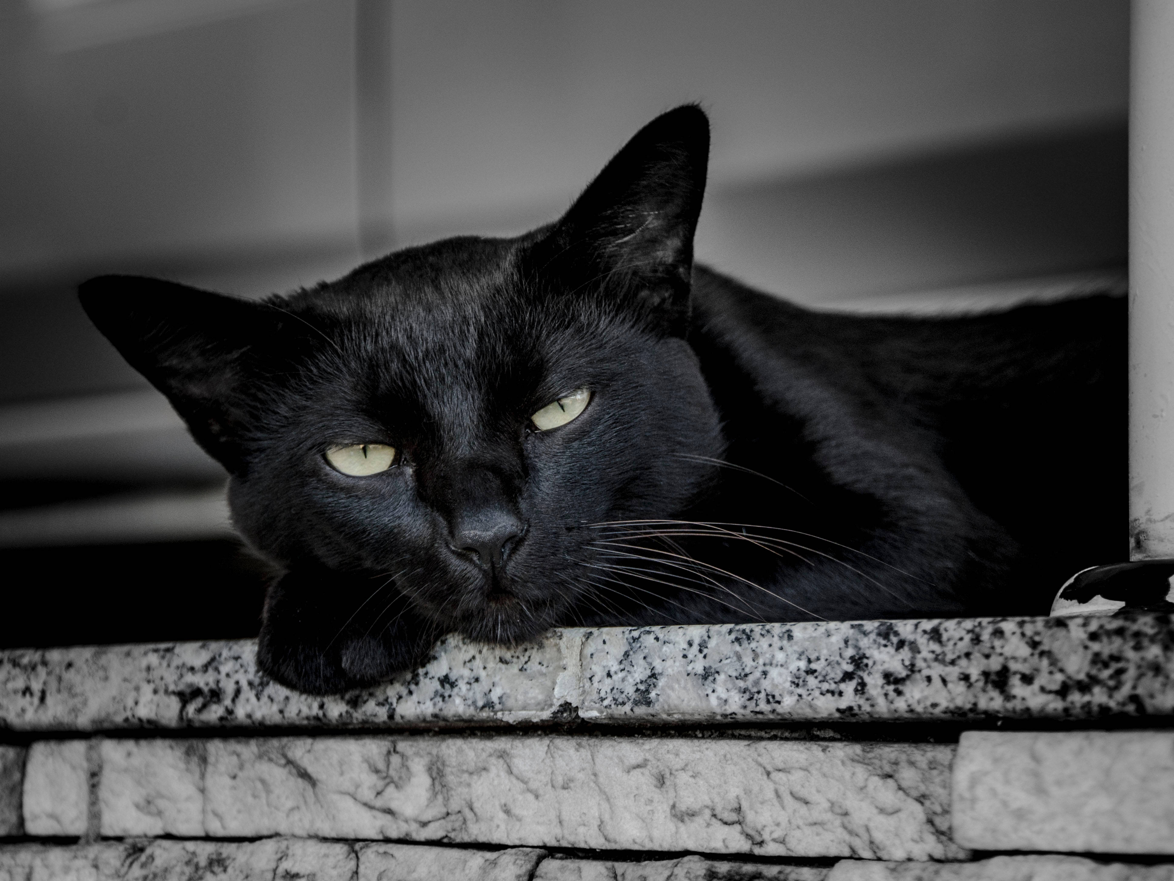 目覚める黒猫 壁紙