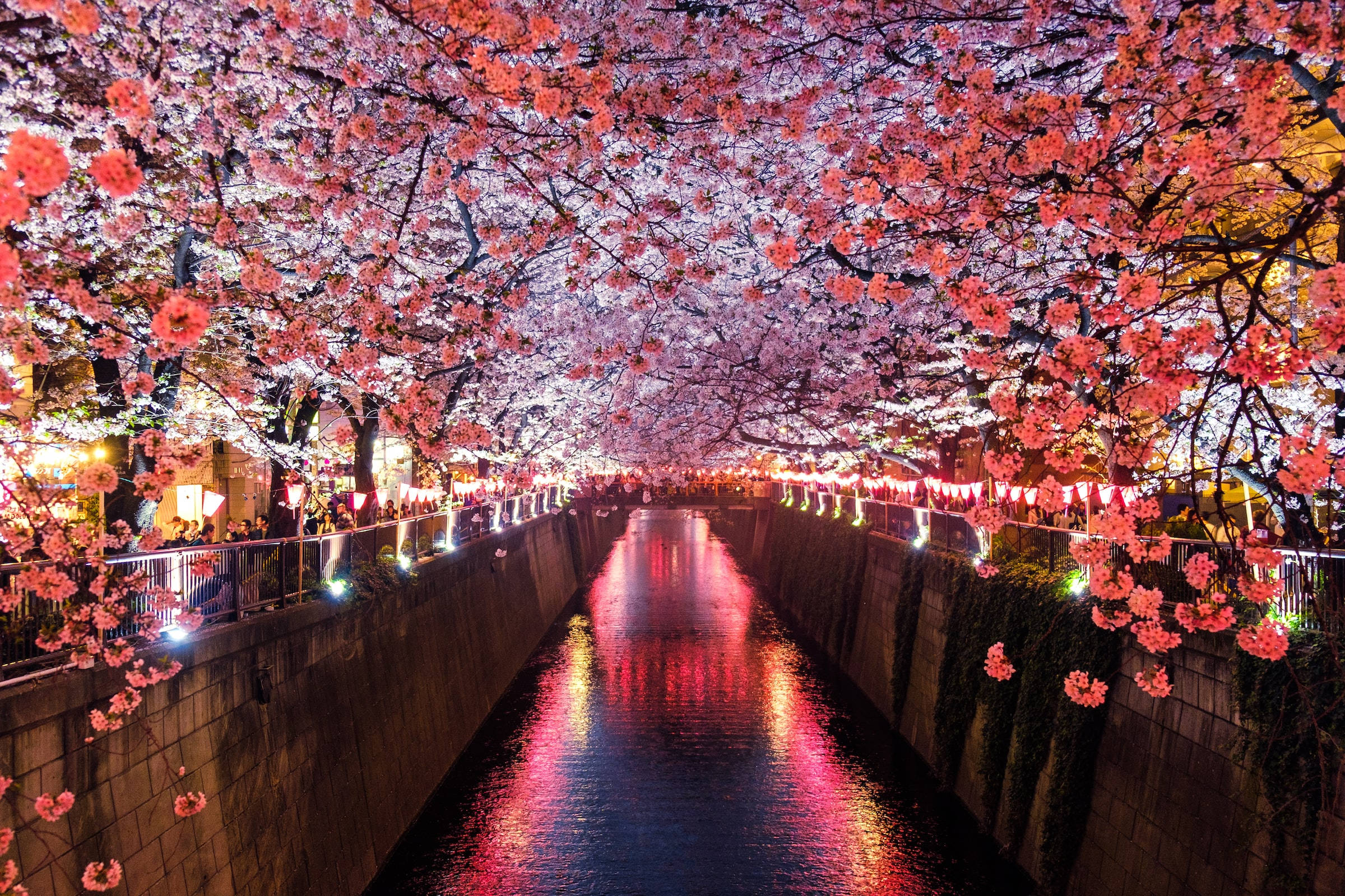 目黒川と桜のHD壁紙 壁紙