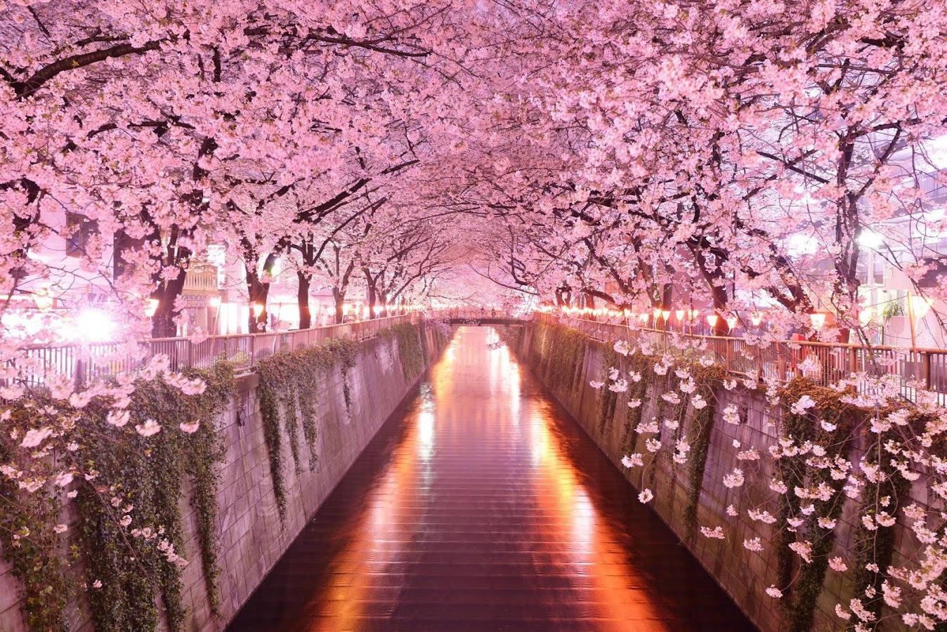 目黒川の桜の壁紙