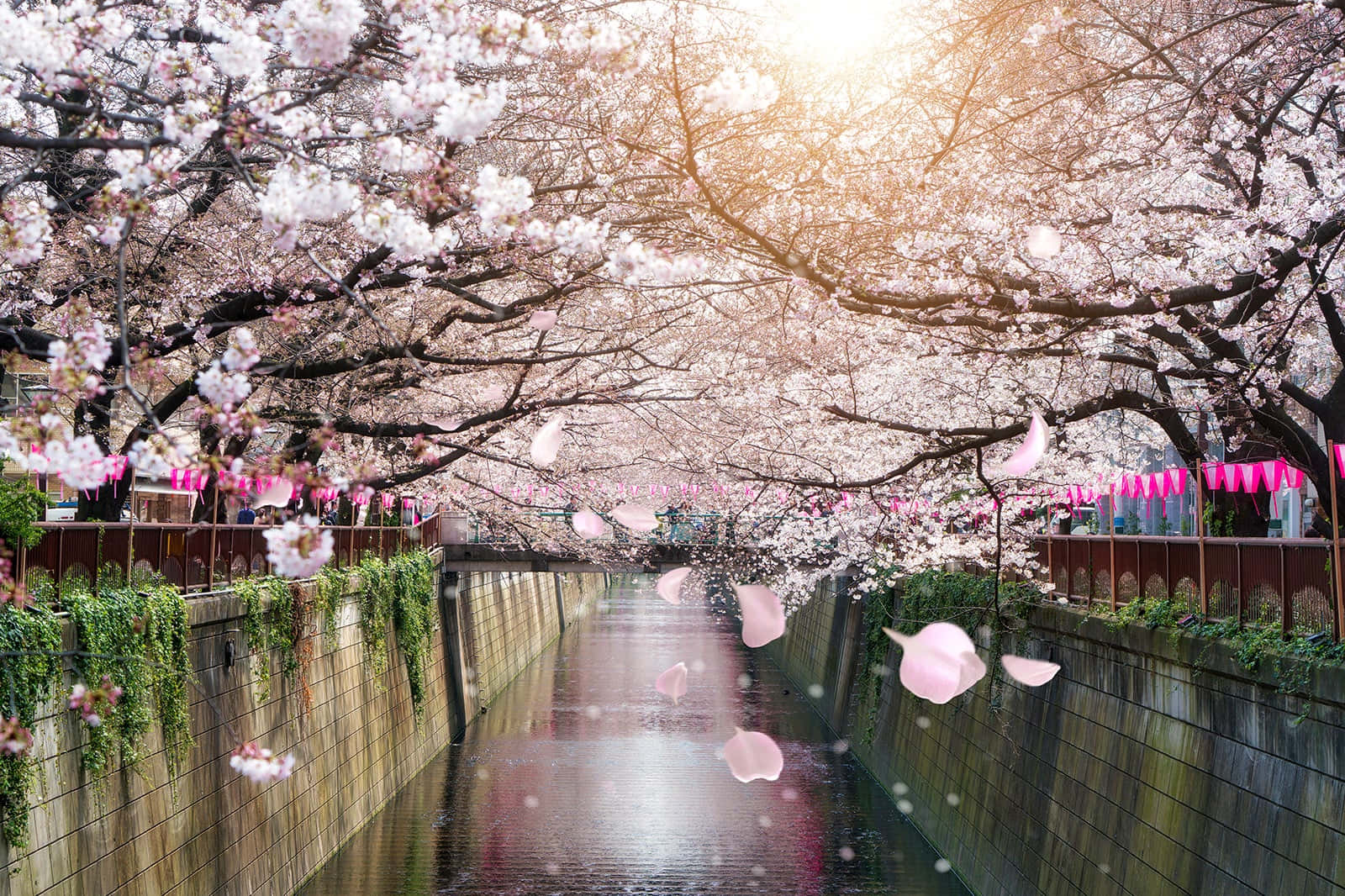目黒川の桜の写真 壁紙