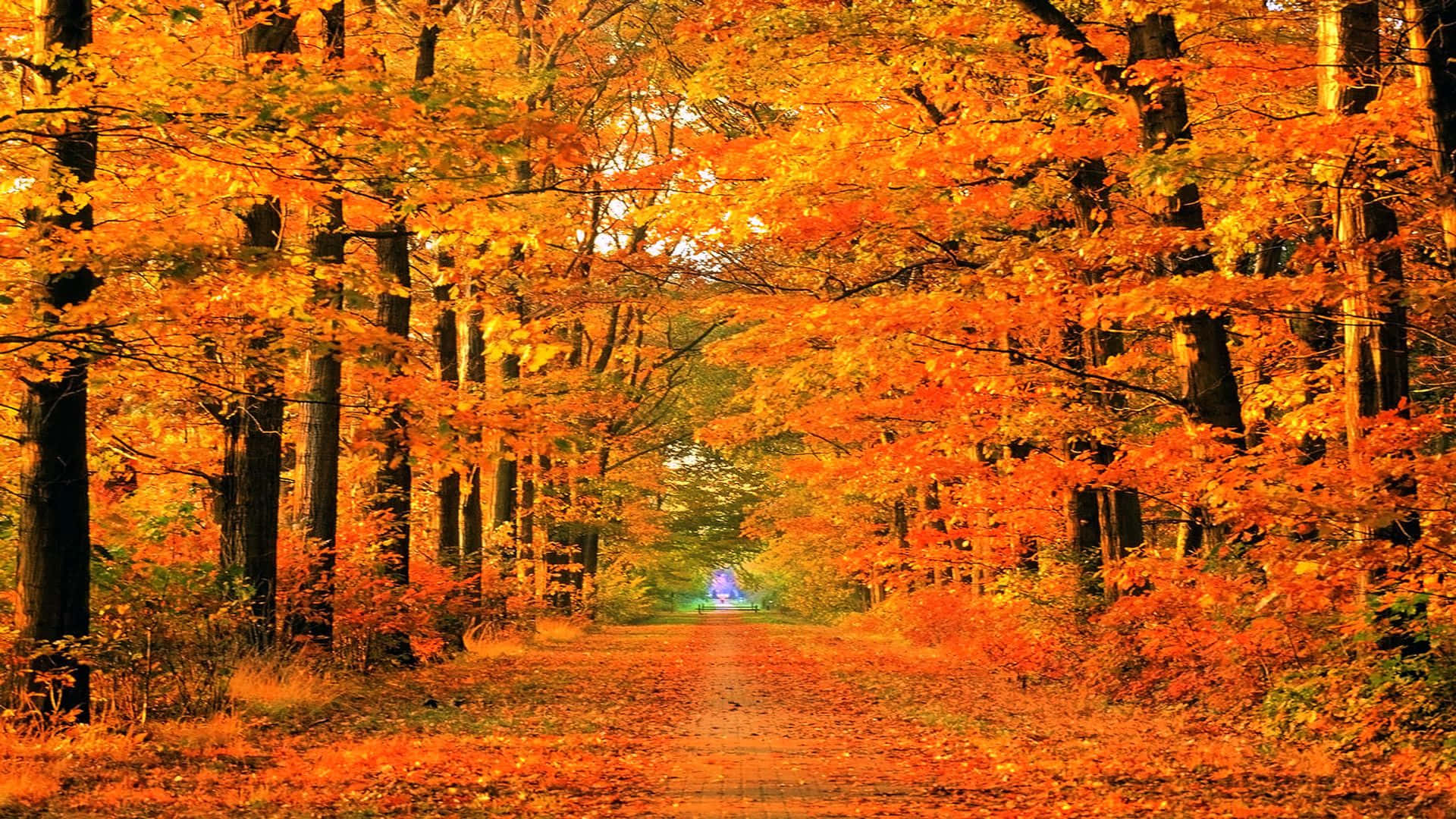真紅の小道と紅葉のズーム背景 壁紙