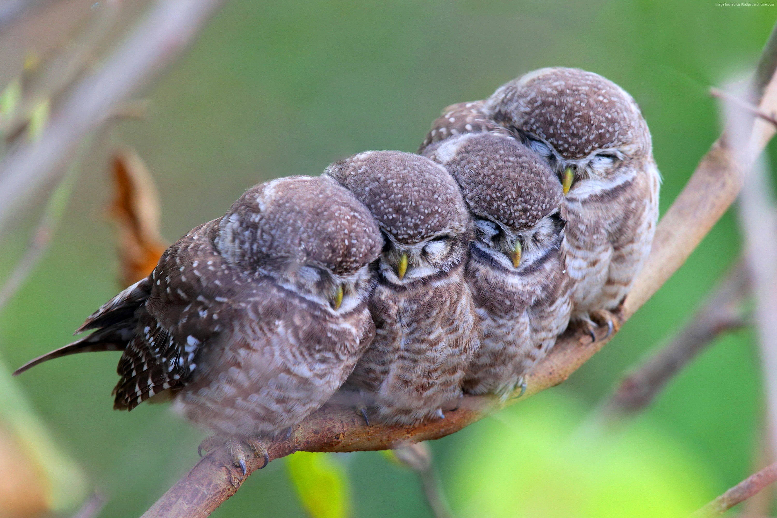 眠るかわいいフクロウたち 壁紙