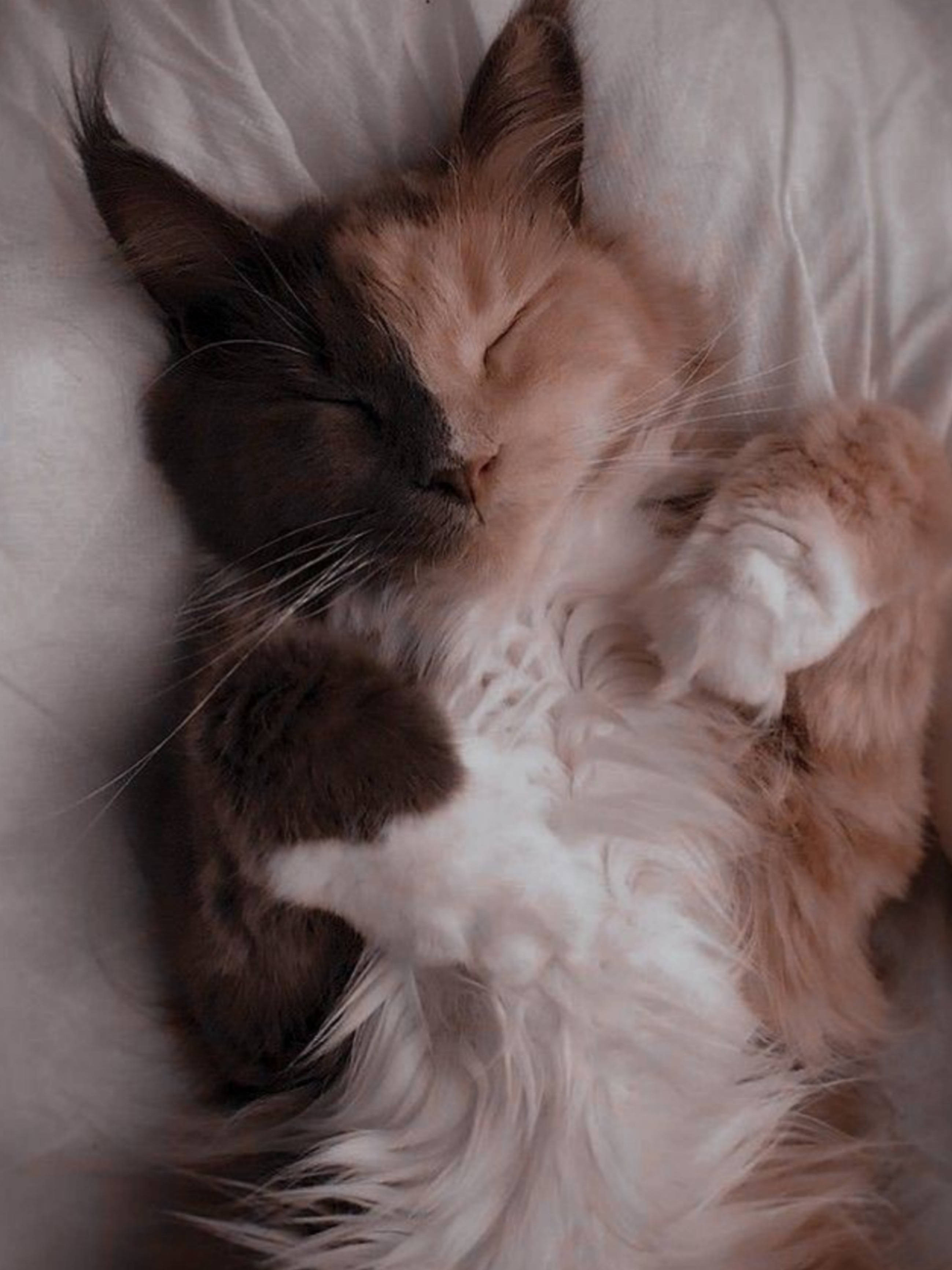 眠る可愛い猫の美学 壁紙