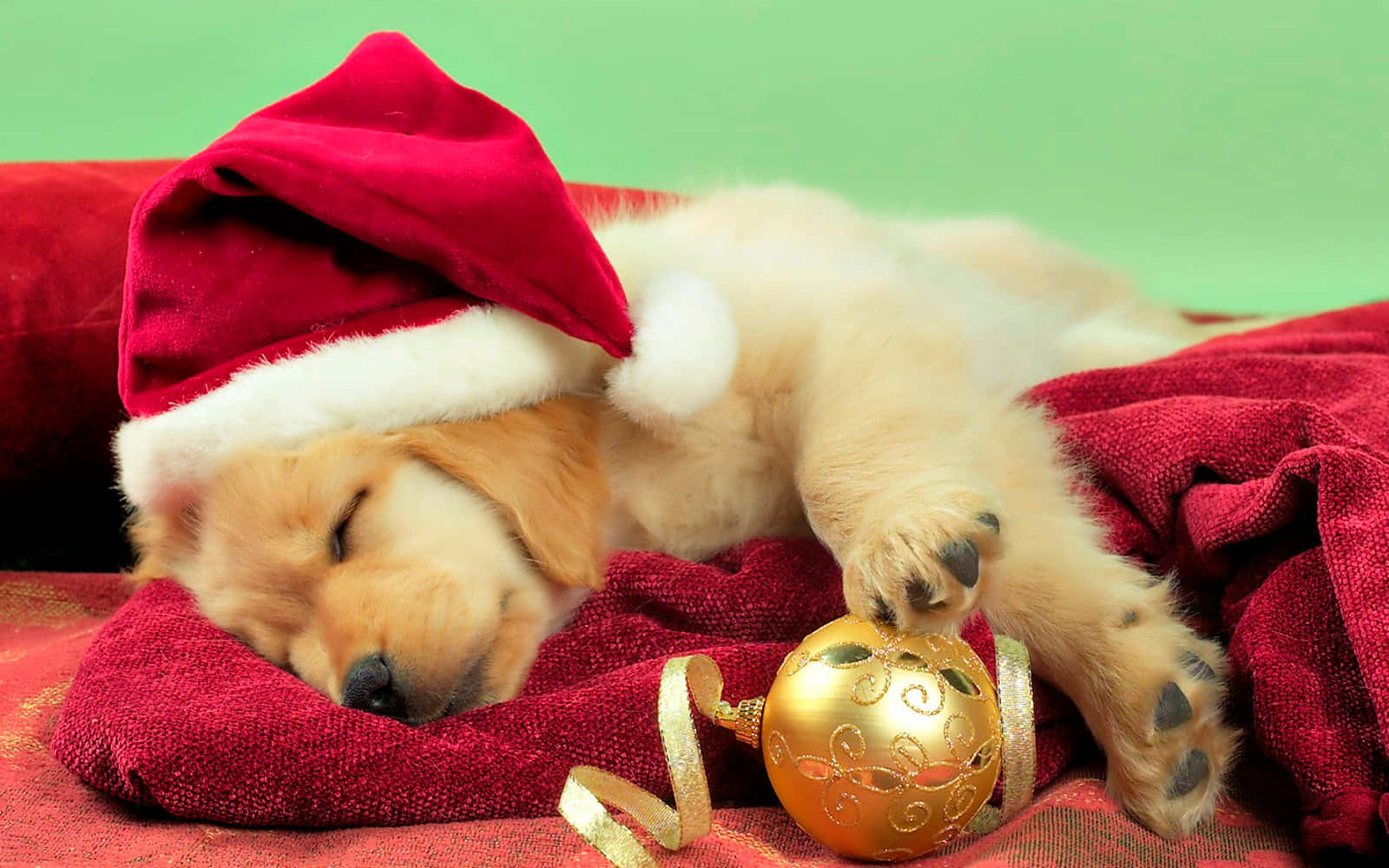 眠る犬とサンタ帽の写真 壁紙