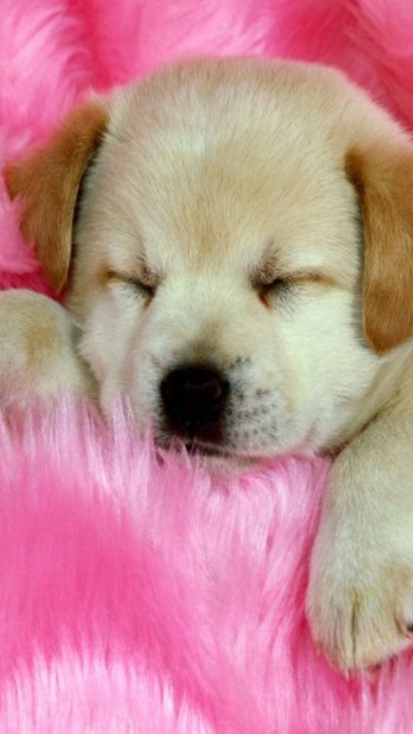 眠る茶色い子犬 壁紙