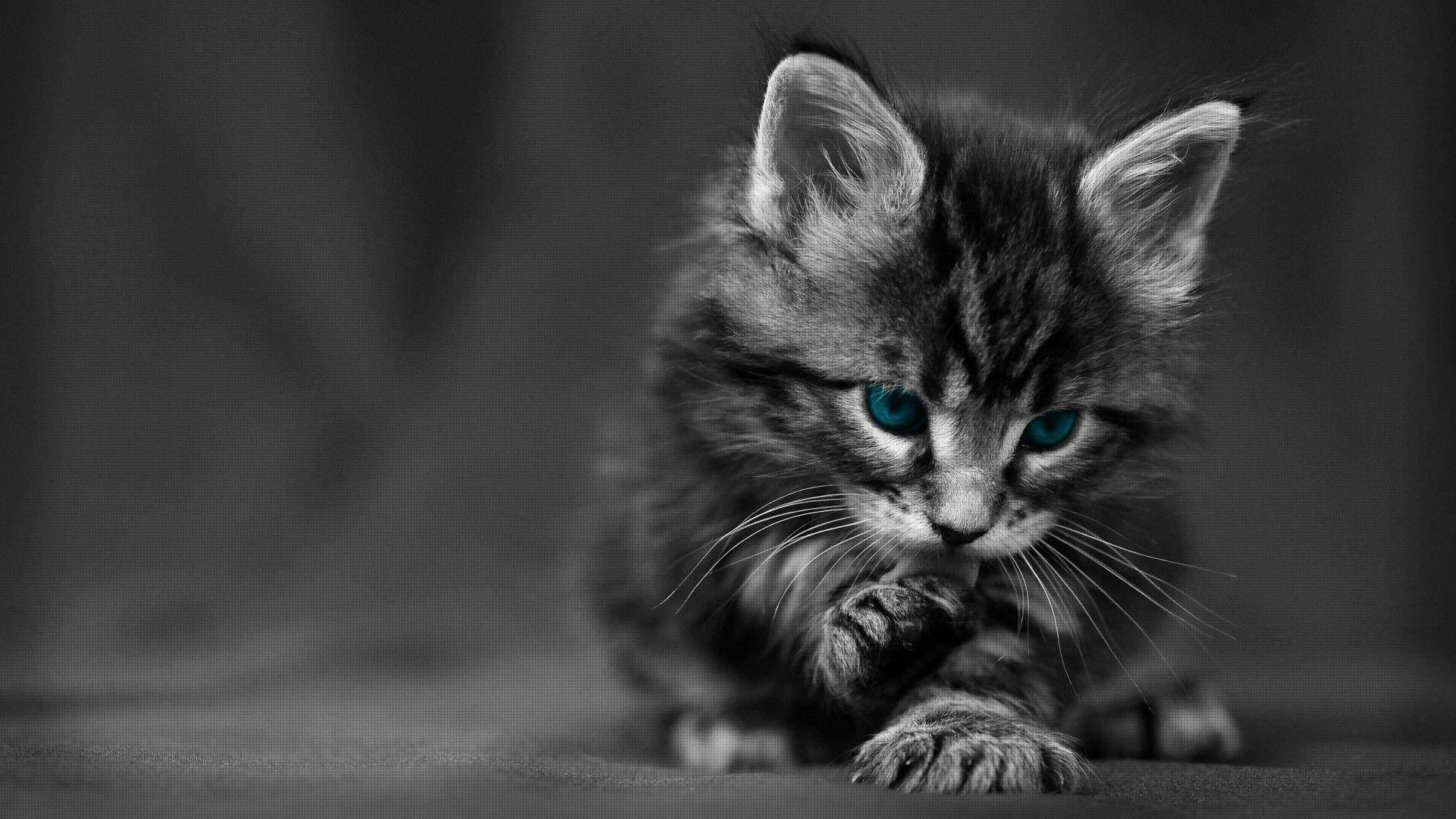 神秘的な雰囲気の中で輝く魅惑の黒猫 壁紙