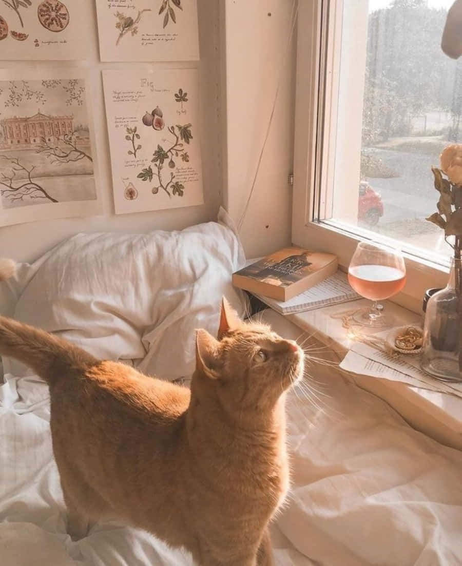私の目を見つめて - 魂を見せる美しい猫。 壁紙