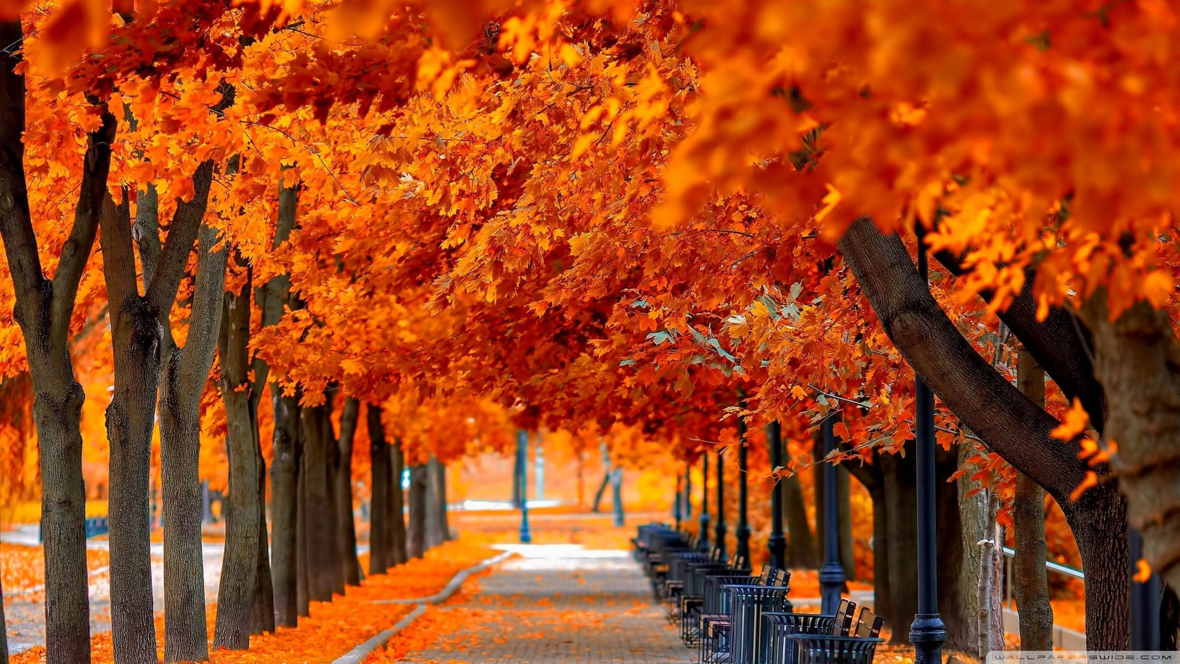 秋のオレンジの紅葉が広がる風景 壁紙