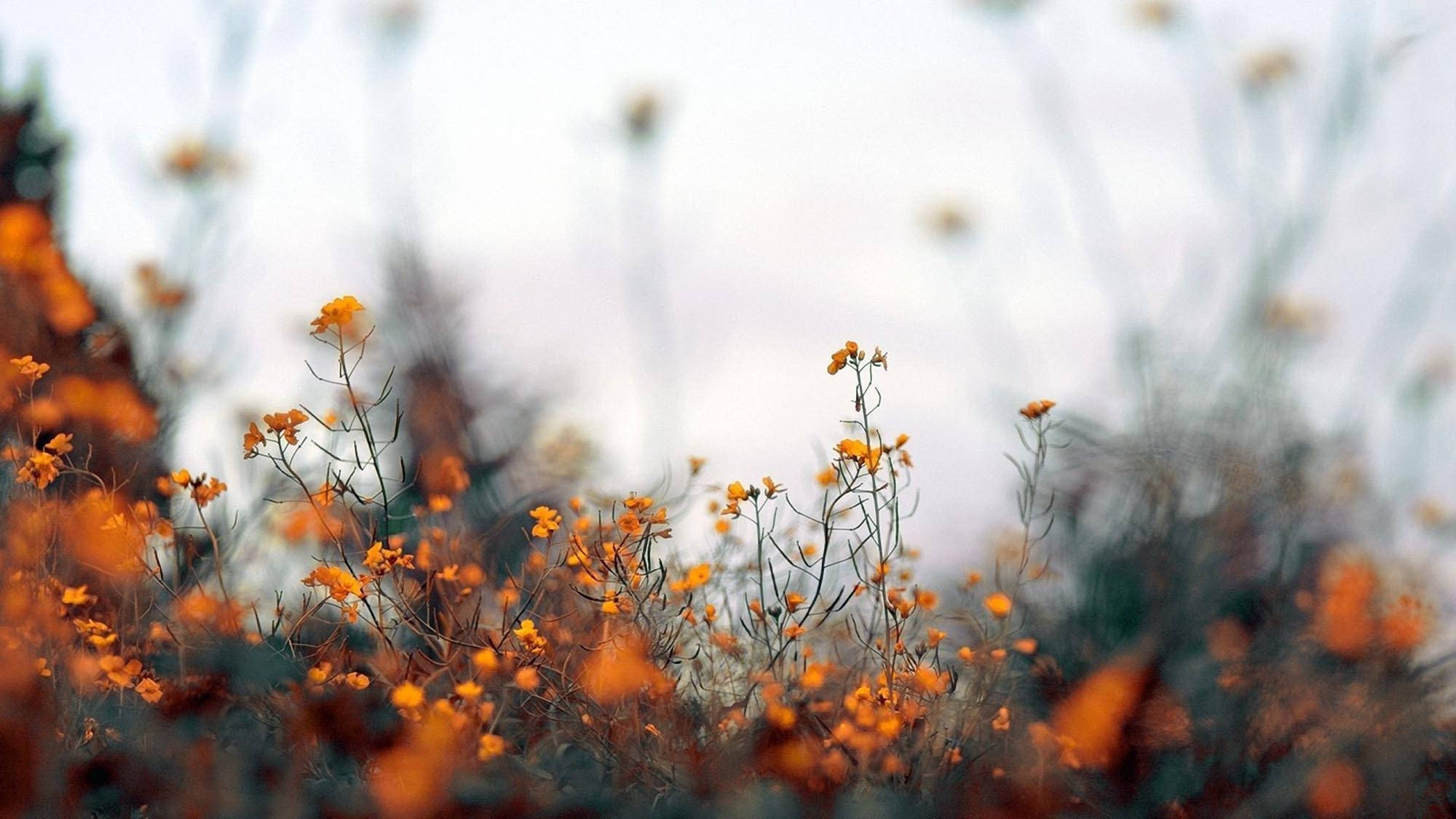 秋のオレンジ色の花 壁紙