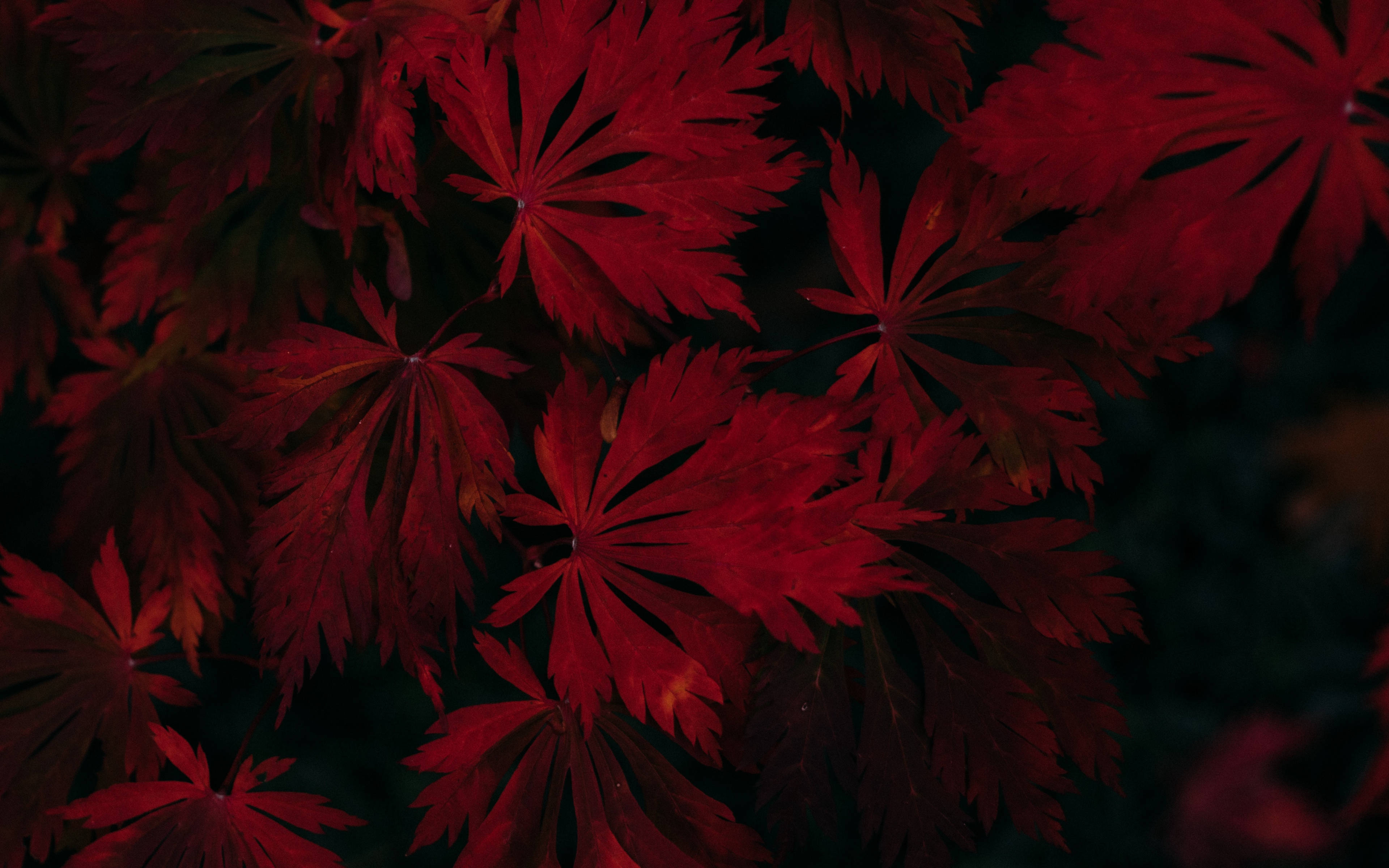 秋の威厳 – 深紅の紅葉 壁紙