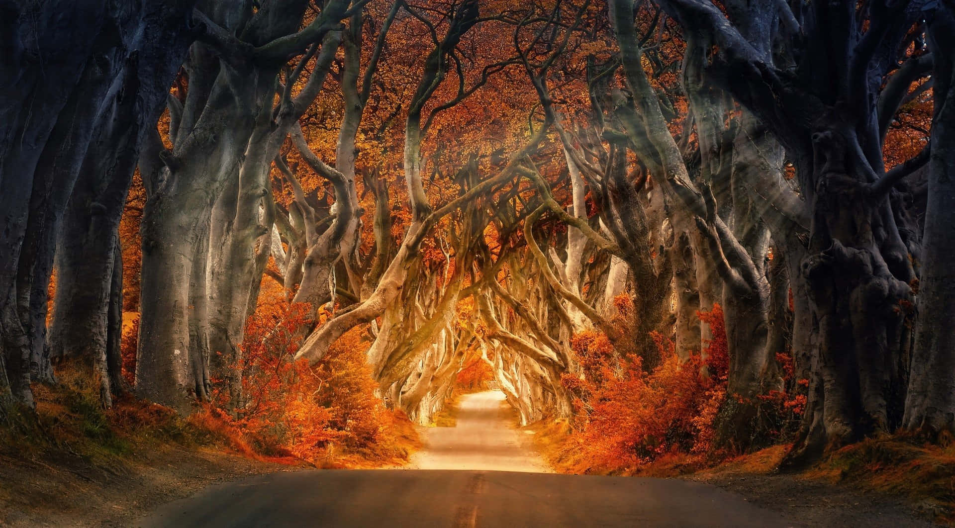 秋の季節を可愛く鮮やかな紅葉で楽しもう！ 壁紙