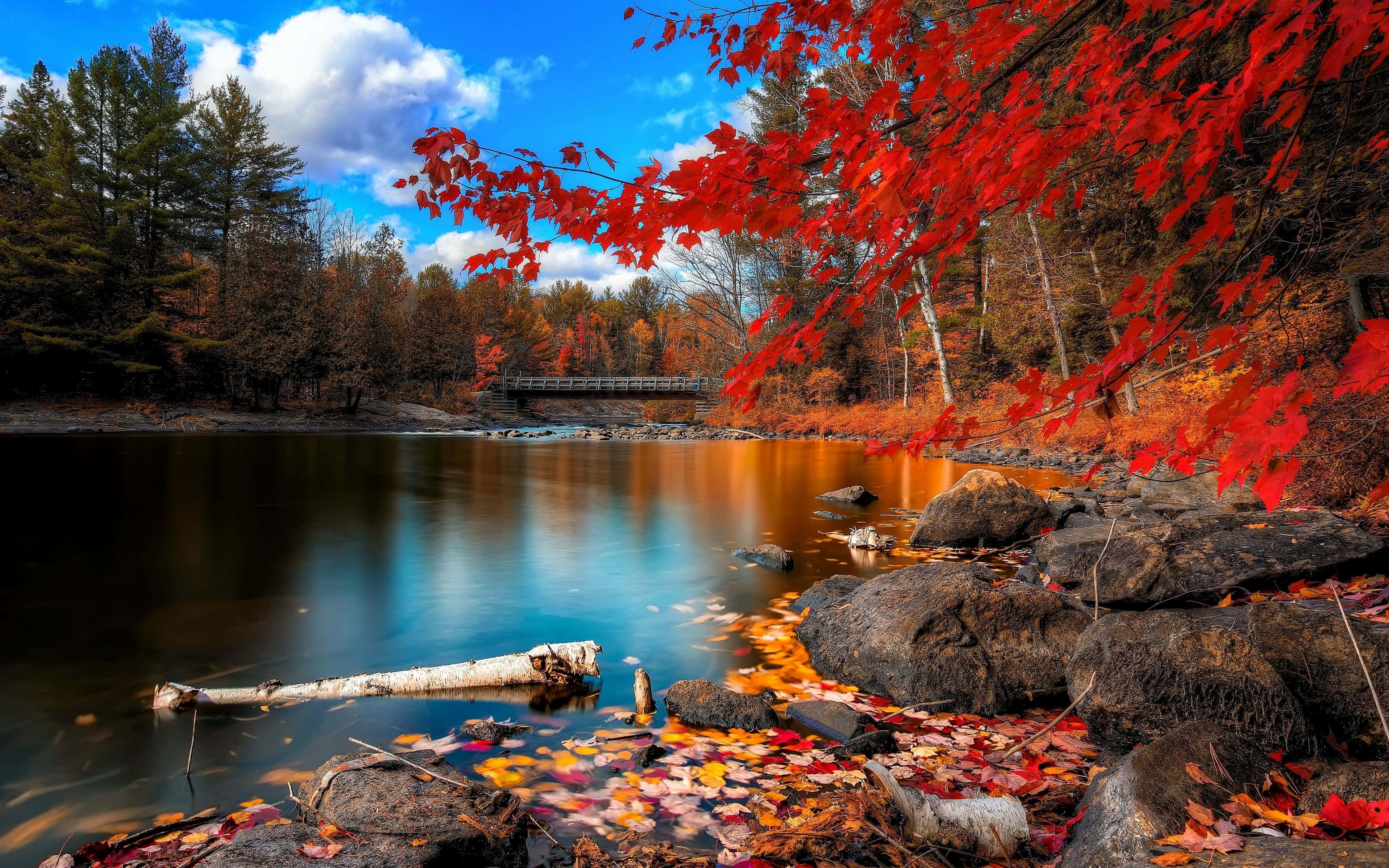 秋の湖と紅葉の木 壁紙