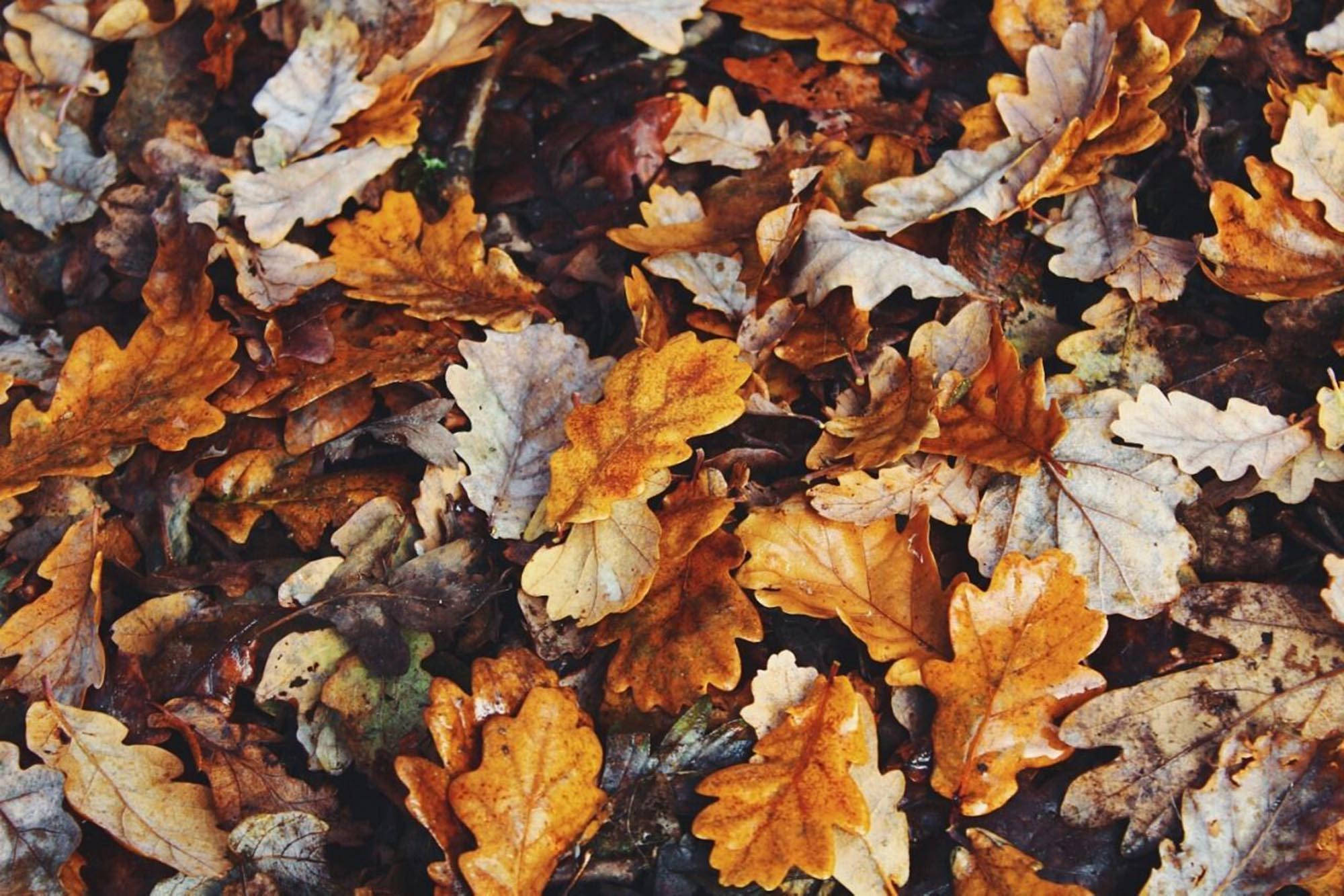 秋の美しい紅葉 壁紙