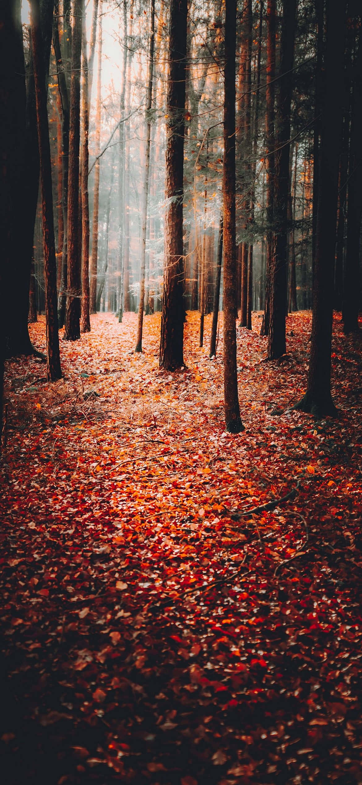 秋の背景 壁紙