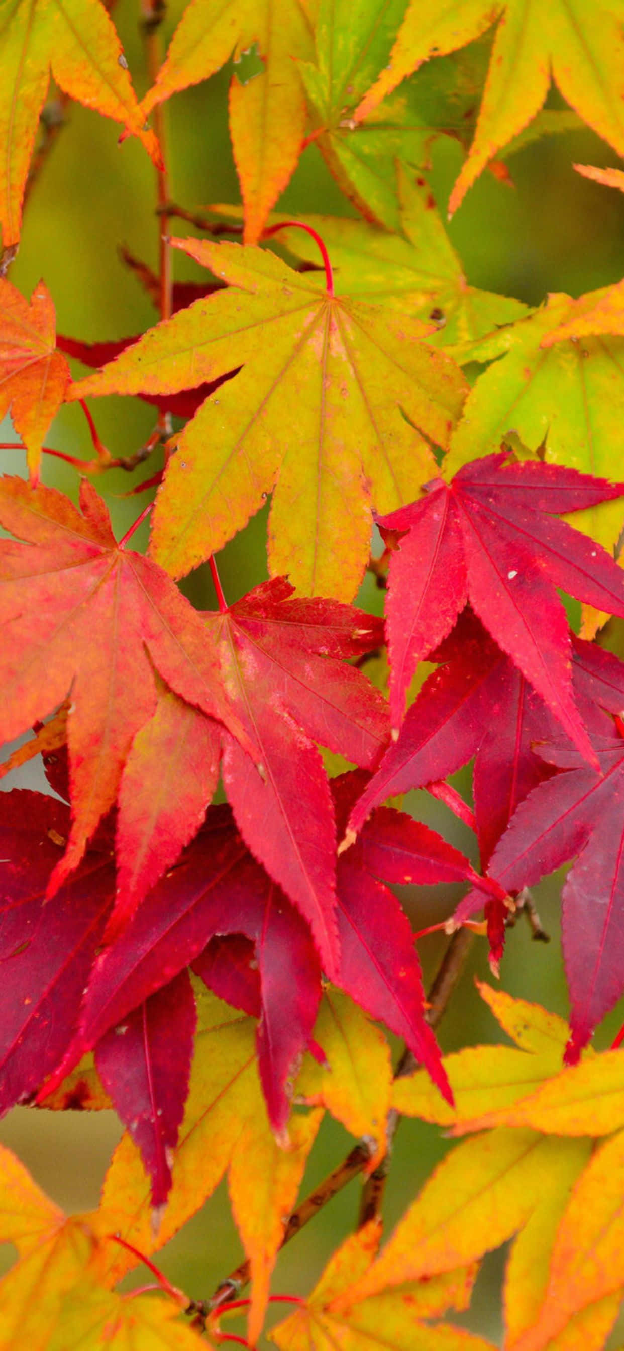 Fall brings beautiful transformation of leaves and colors to nature. 壁紙