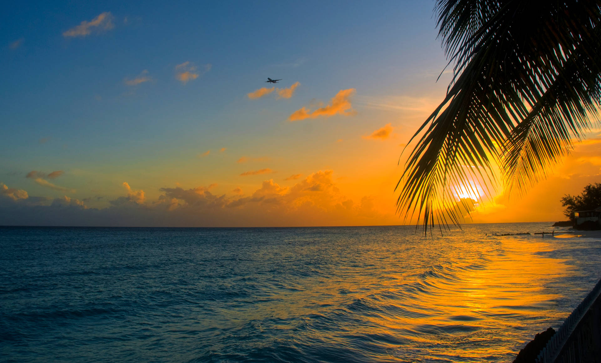 ヤシの木、澄んだ空、飛ぶ鳥がいる海の夕日