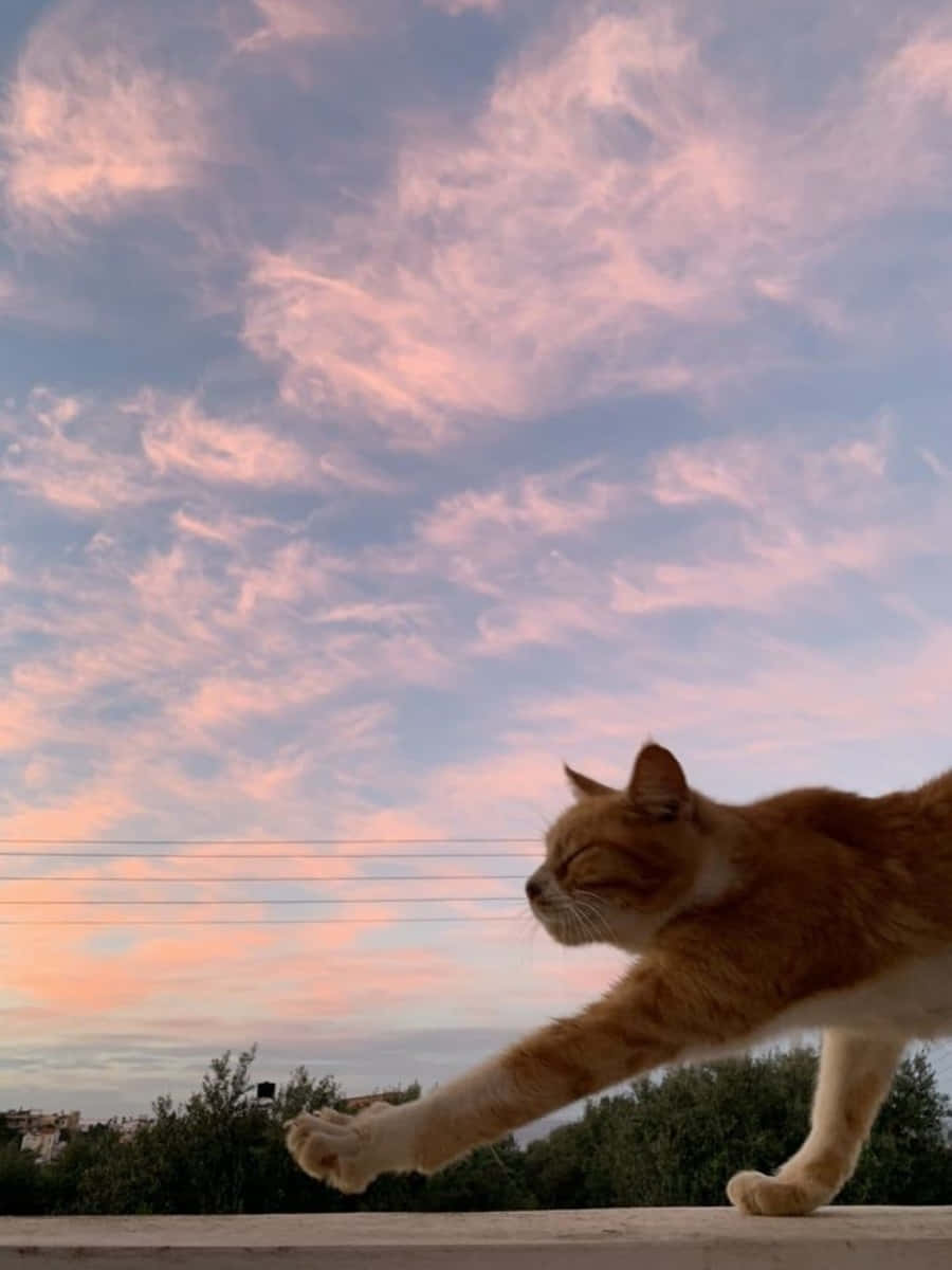 究極の美しい猫 壁紙
