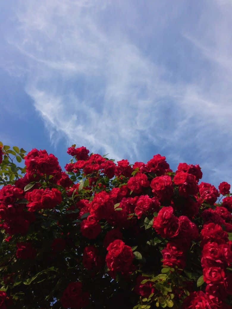 空に浮かぶ赤いバラの美学 壁紙