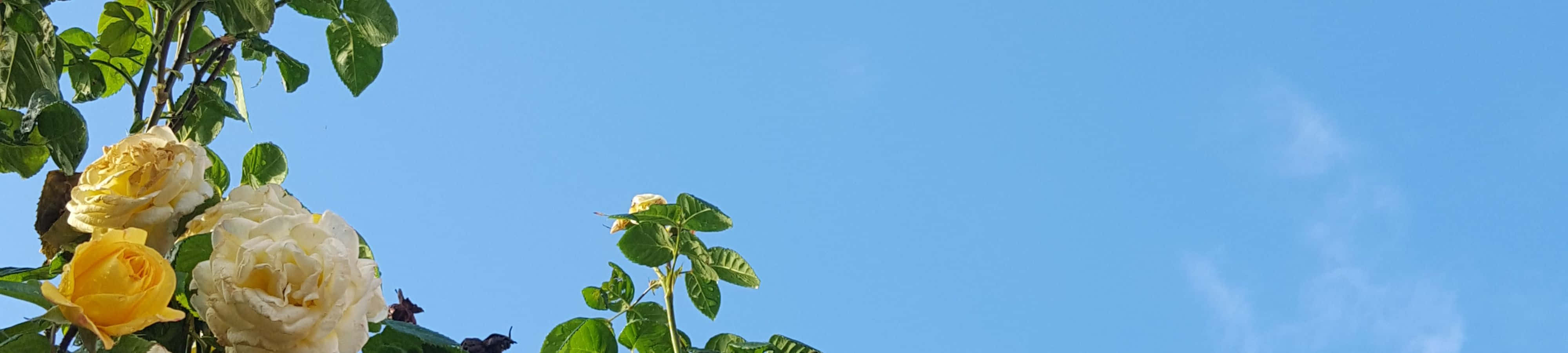 空に花が咲いた時計 壁紙