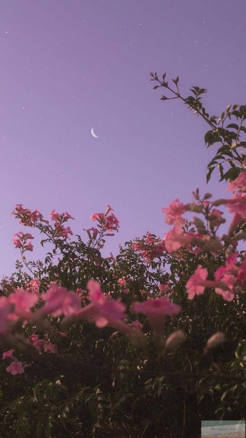 空を背景にしたピンクの花の静かな美しさを堪能。iPhone Xに素晴らしい美観をもたらします。 壁紙