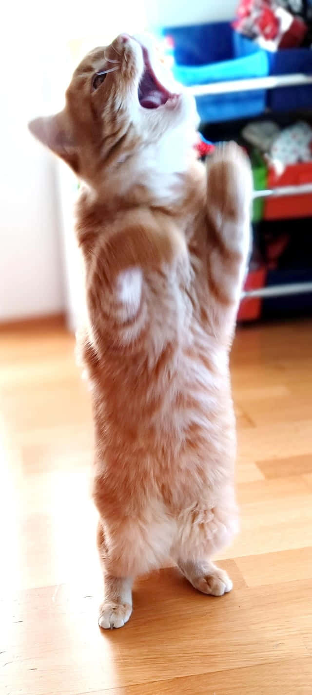 立ち上がって踊る猫.JPG 壁紙