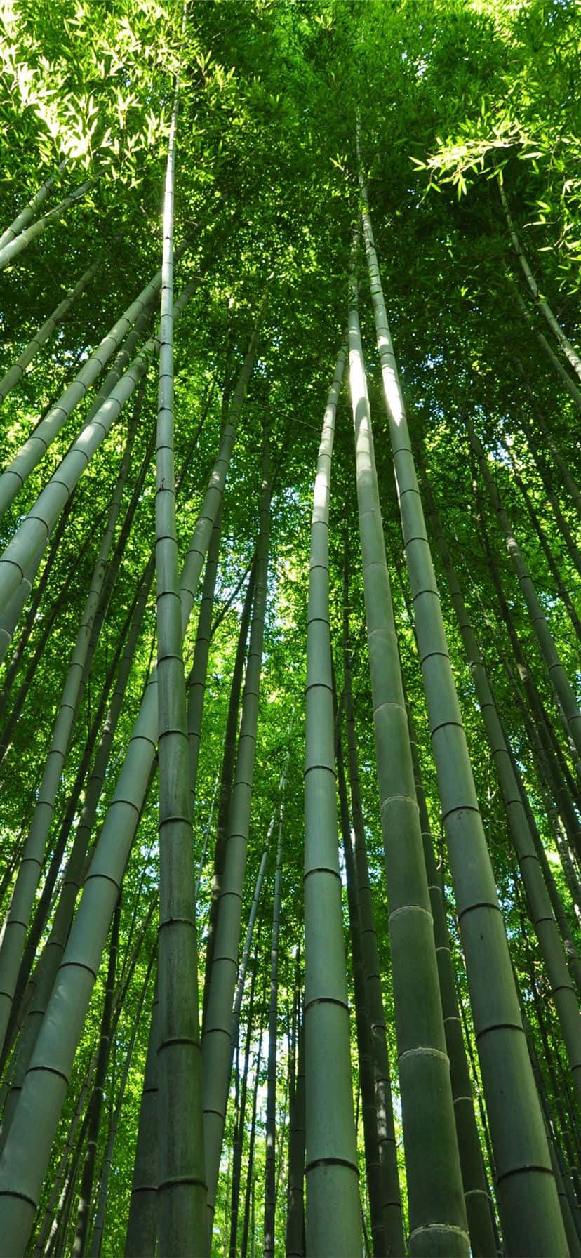 竹林の壁紙 - 竹林の壁紙 壁紙