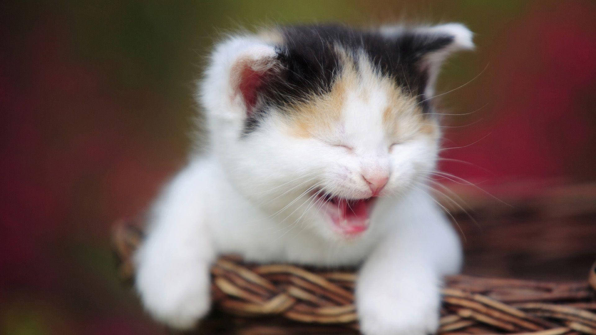 笑い転げるおかしな猫 壁紙
