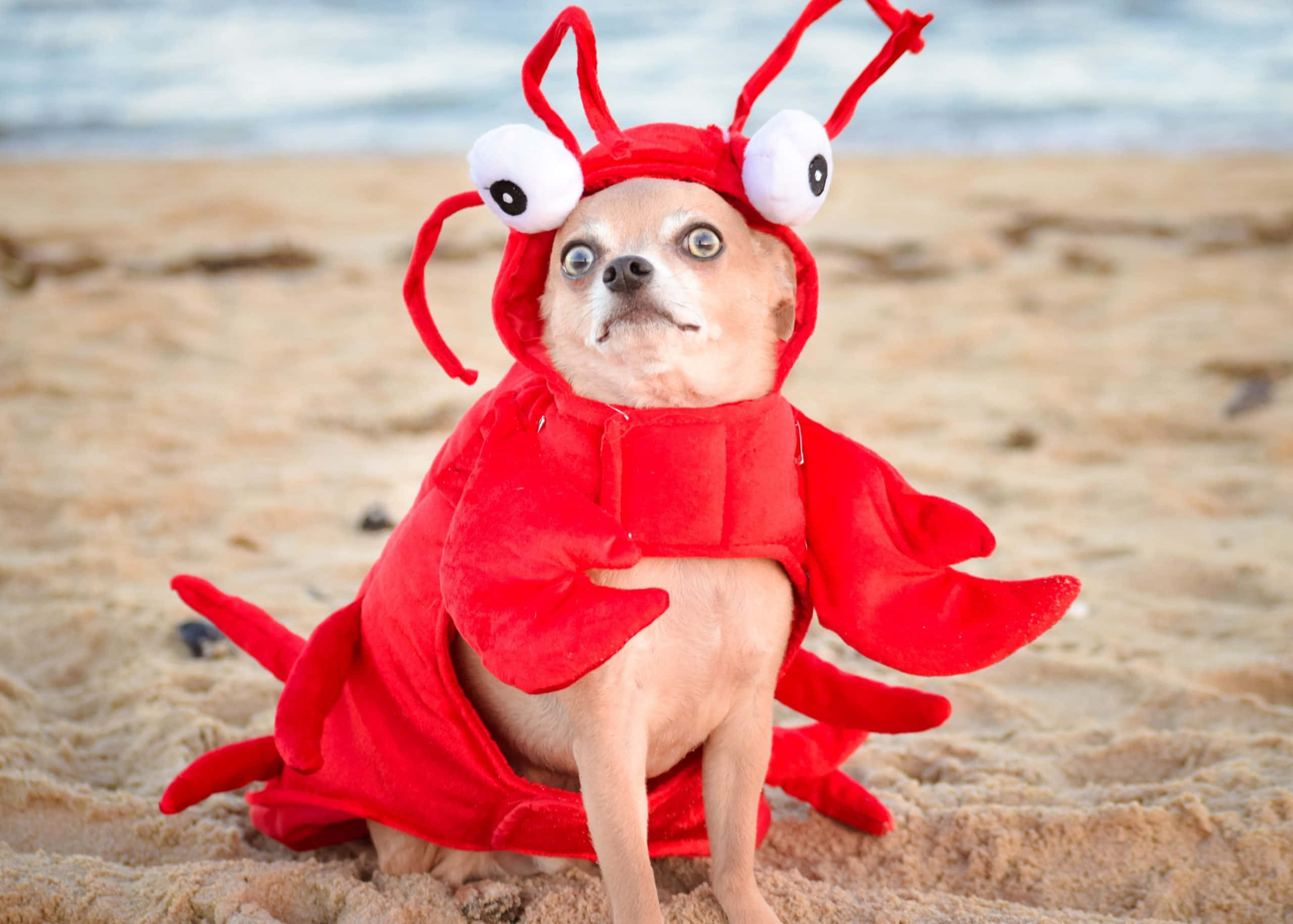 笑えるロブスターのコスプレをした犬 壁紙
