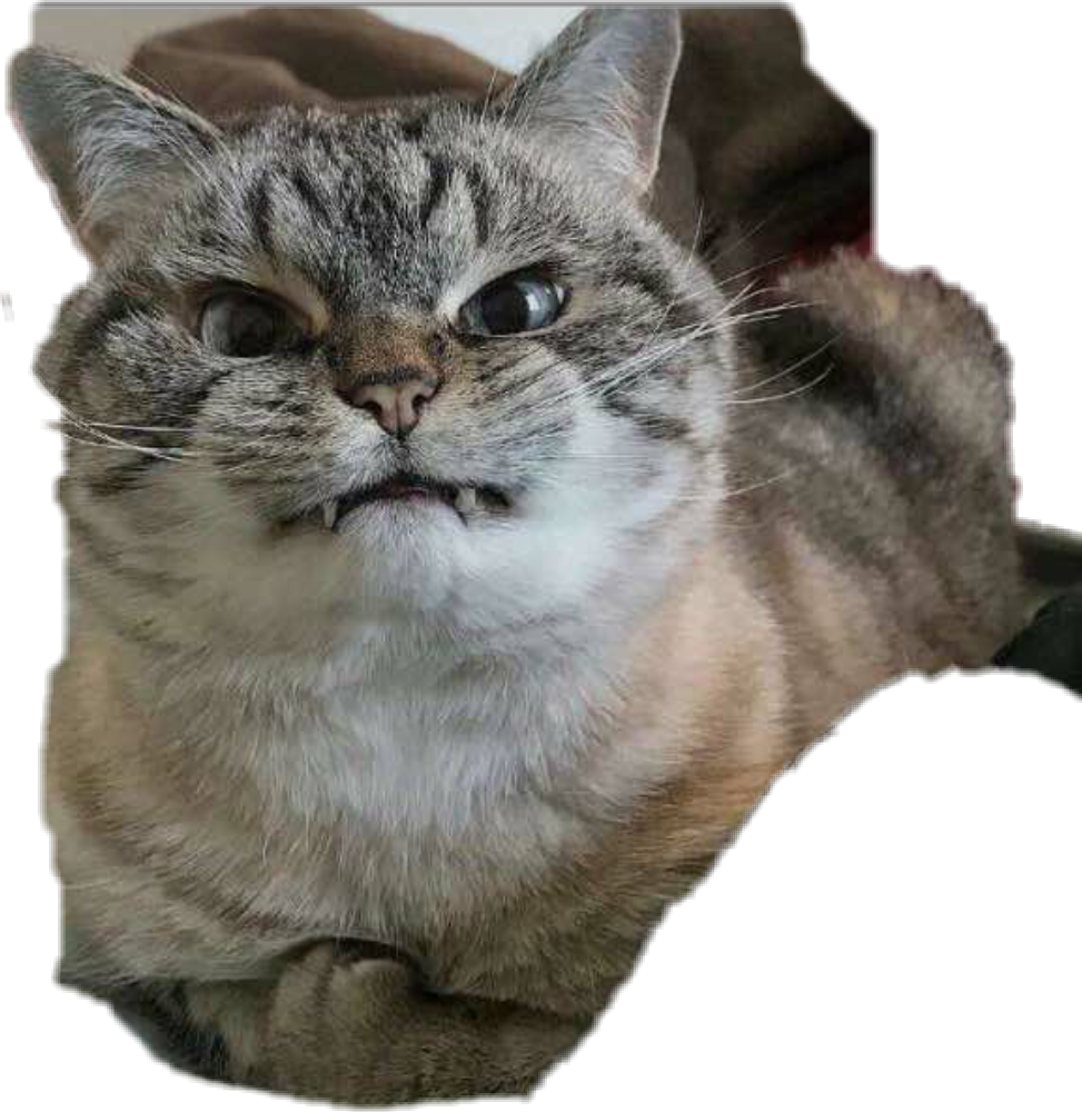 笑ったトラ猫の愉快な表情 壁紙