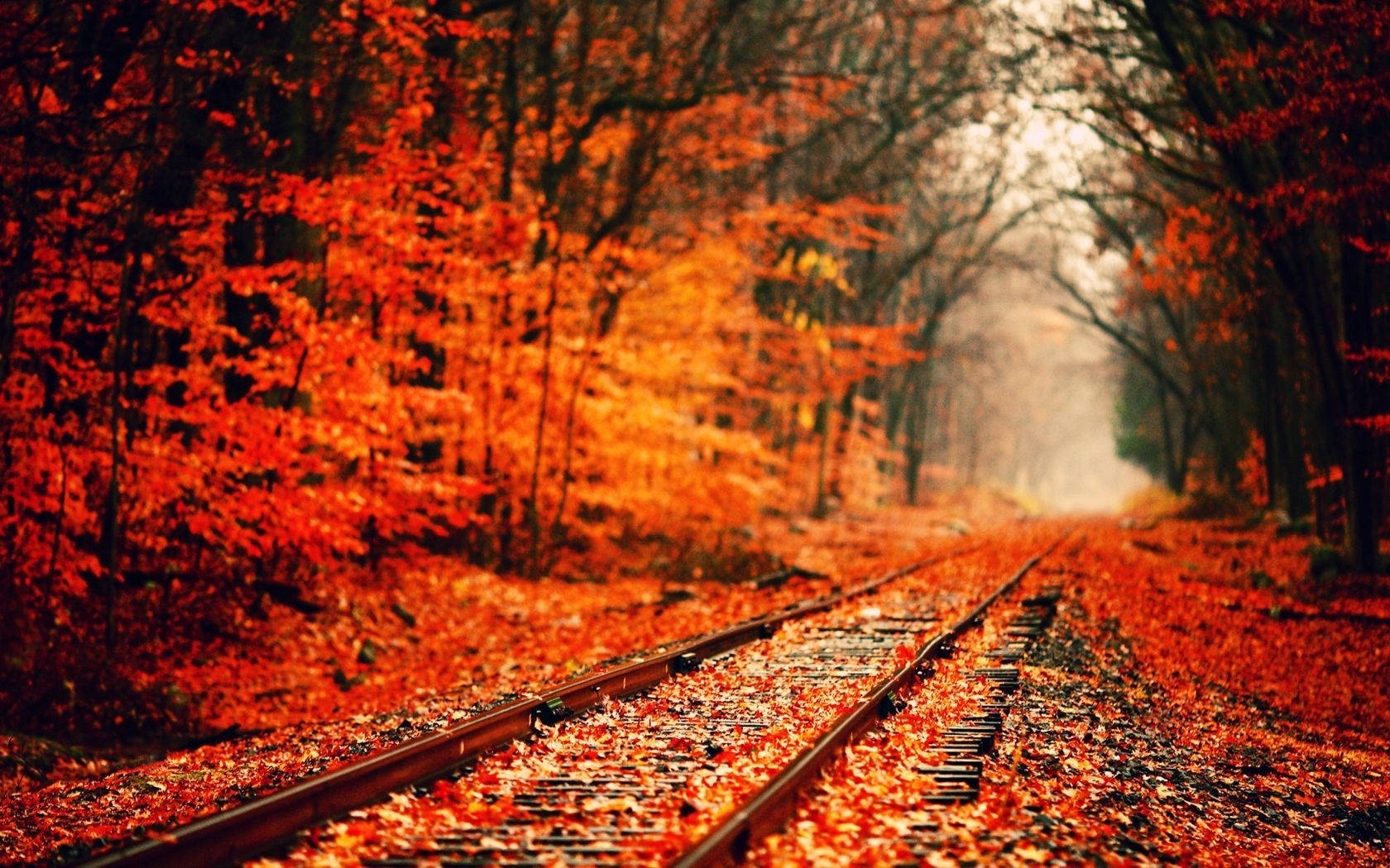 紅橙色の紅葉が広がる風景 壁紙