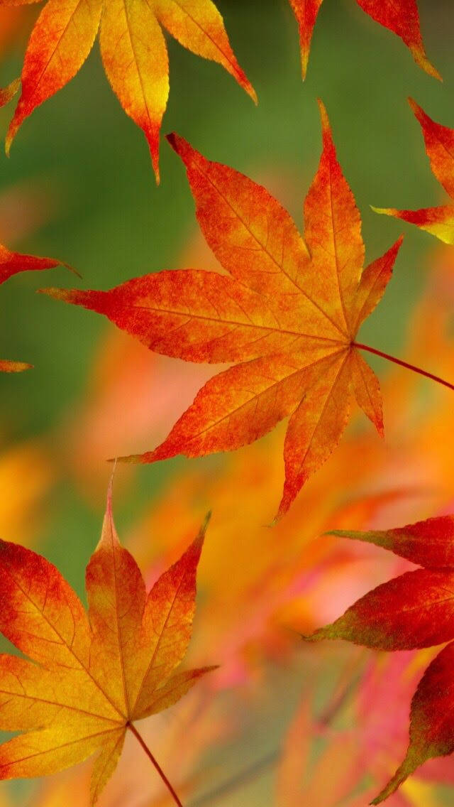 紅葉 iOS 6 壁紙
