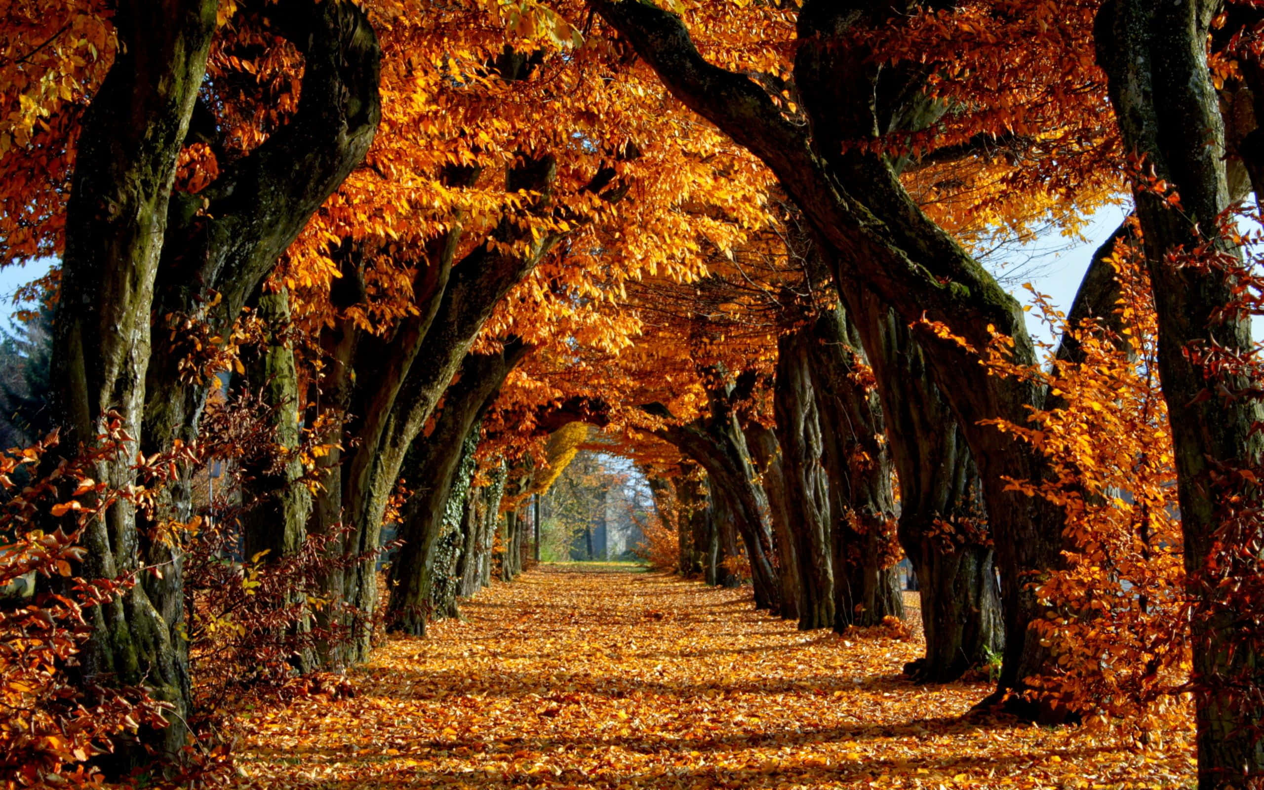 紅葉のアーチ道 壁紙