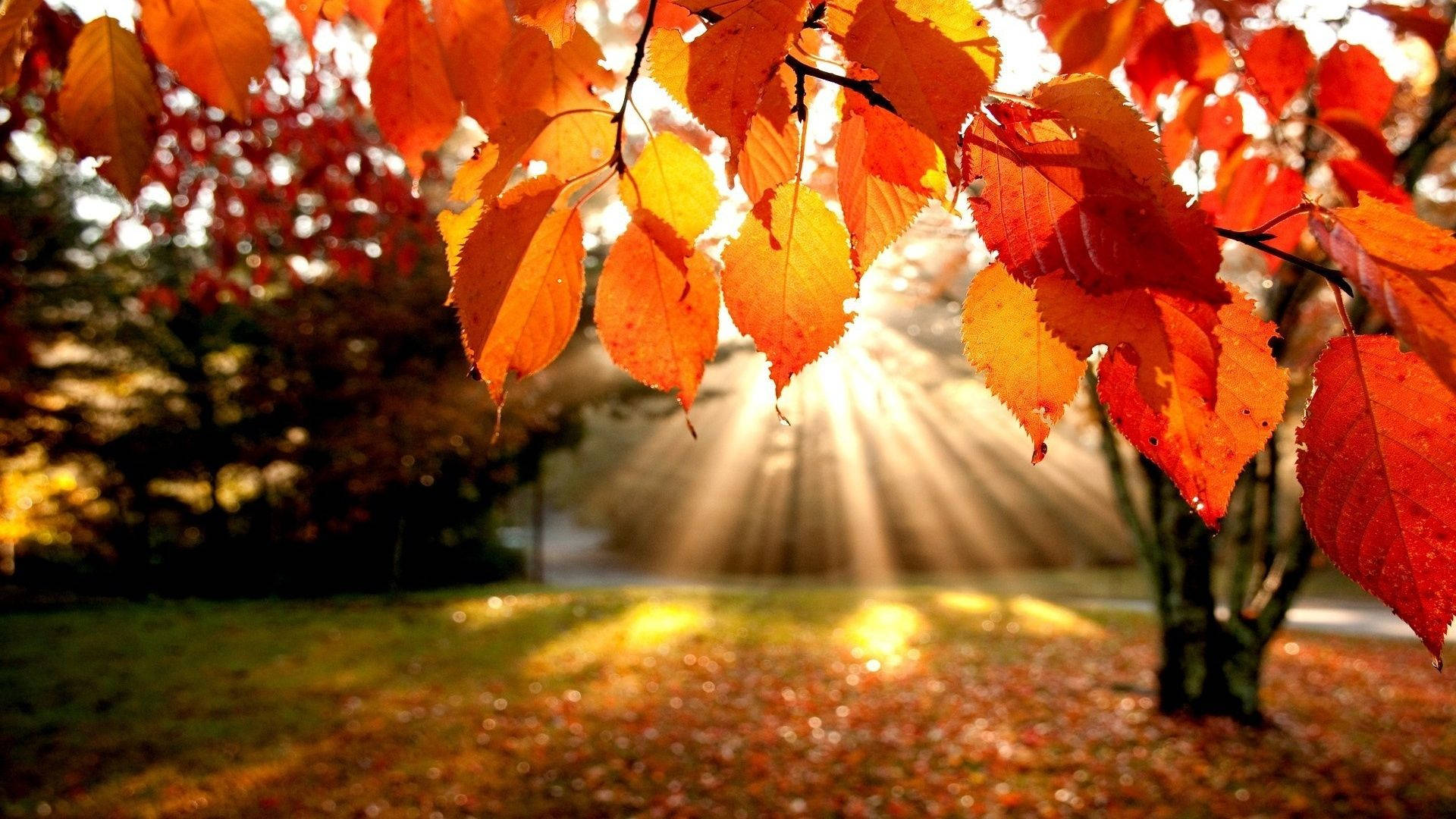 「紅葉を間近で見る」 壁紙