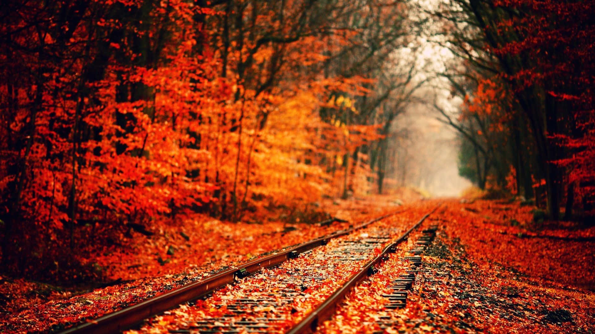 紅葉の森を走る線路 壁紙