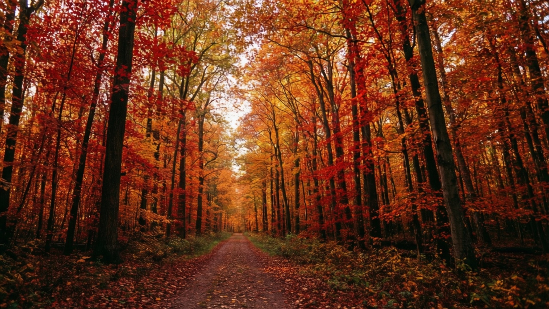 紅葉の森道 壁紙