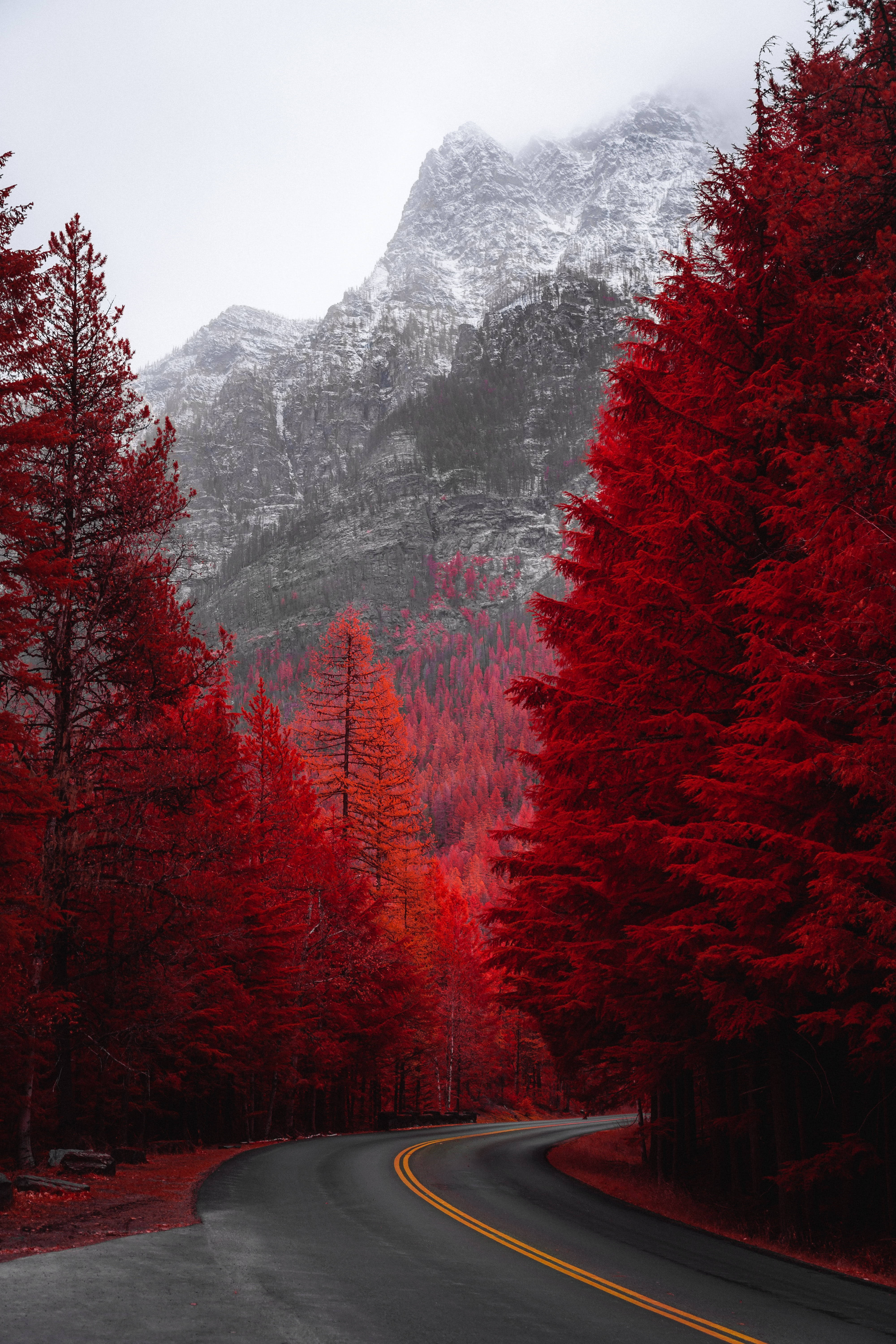 紅葉の樹々の風景 壁紙