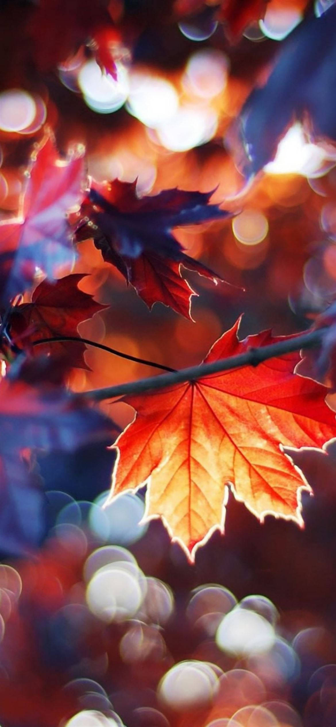 紅葉の秋 iPhone ボケ風景 壁紙