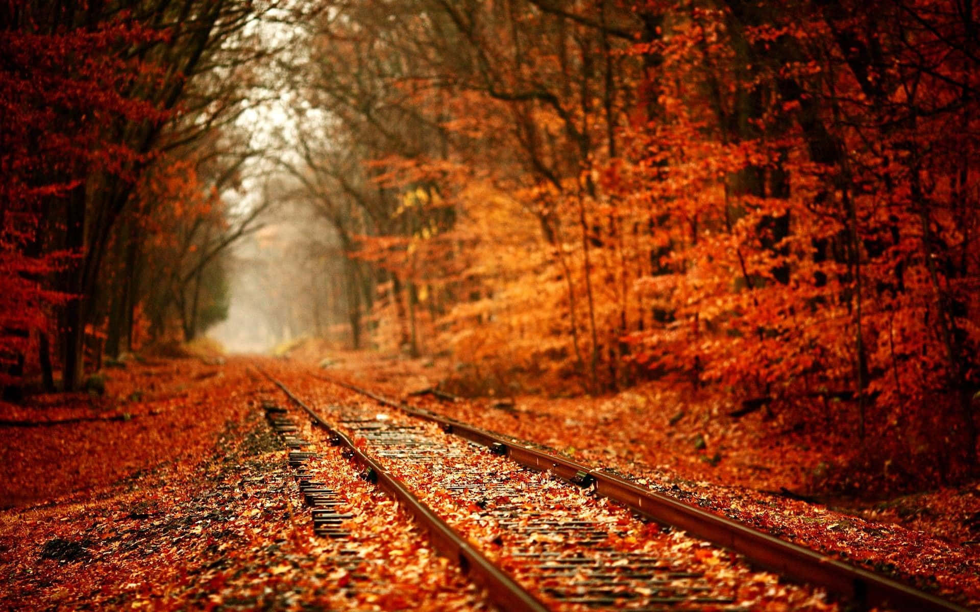 紅葉の線路と落ち葉 壁紙
