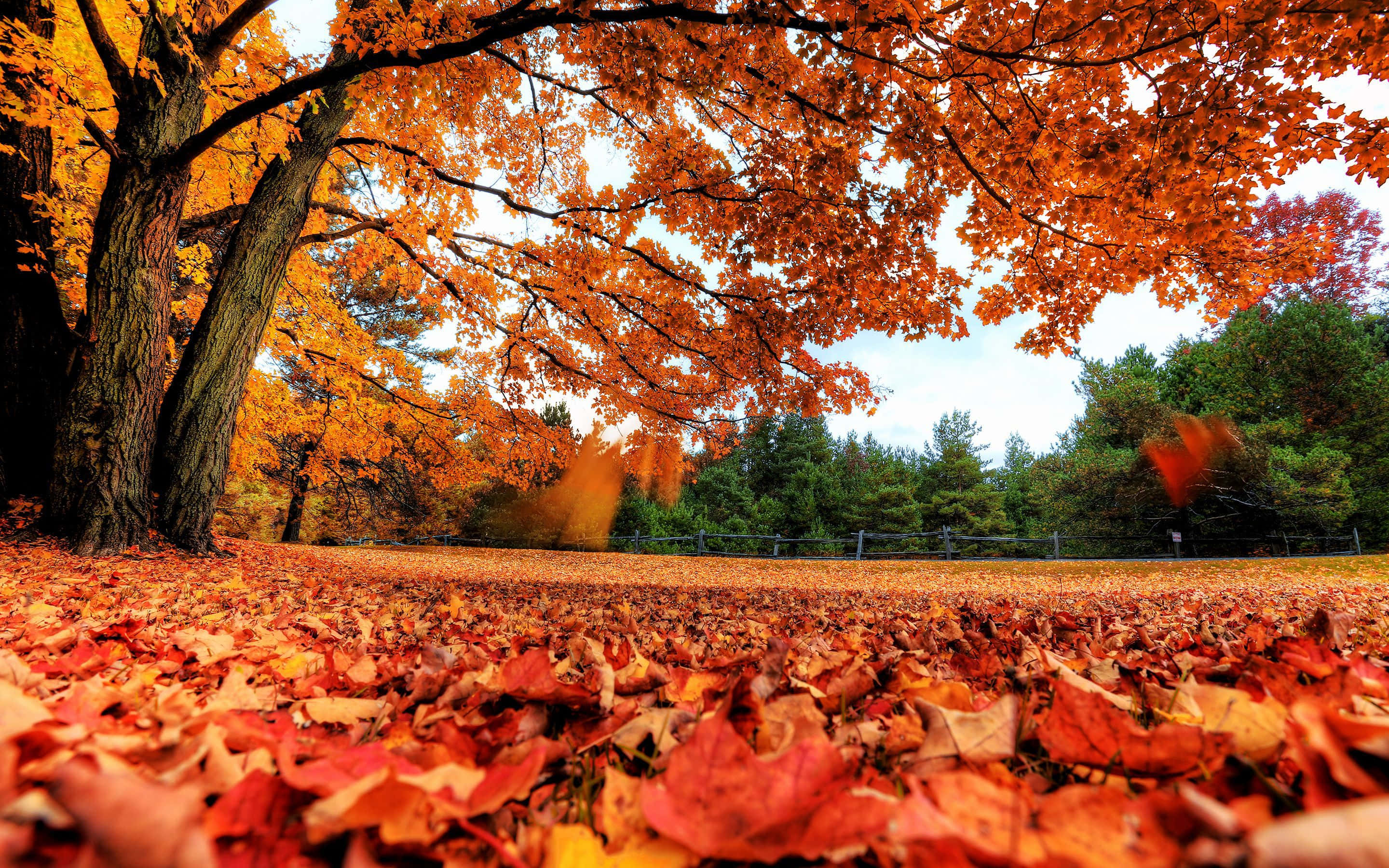紅葉の美しい低アングルノートパソコン画面 壁紙