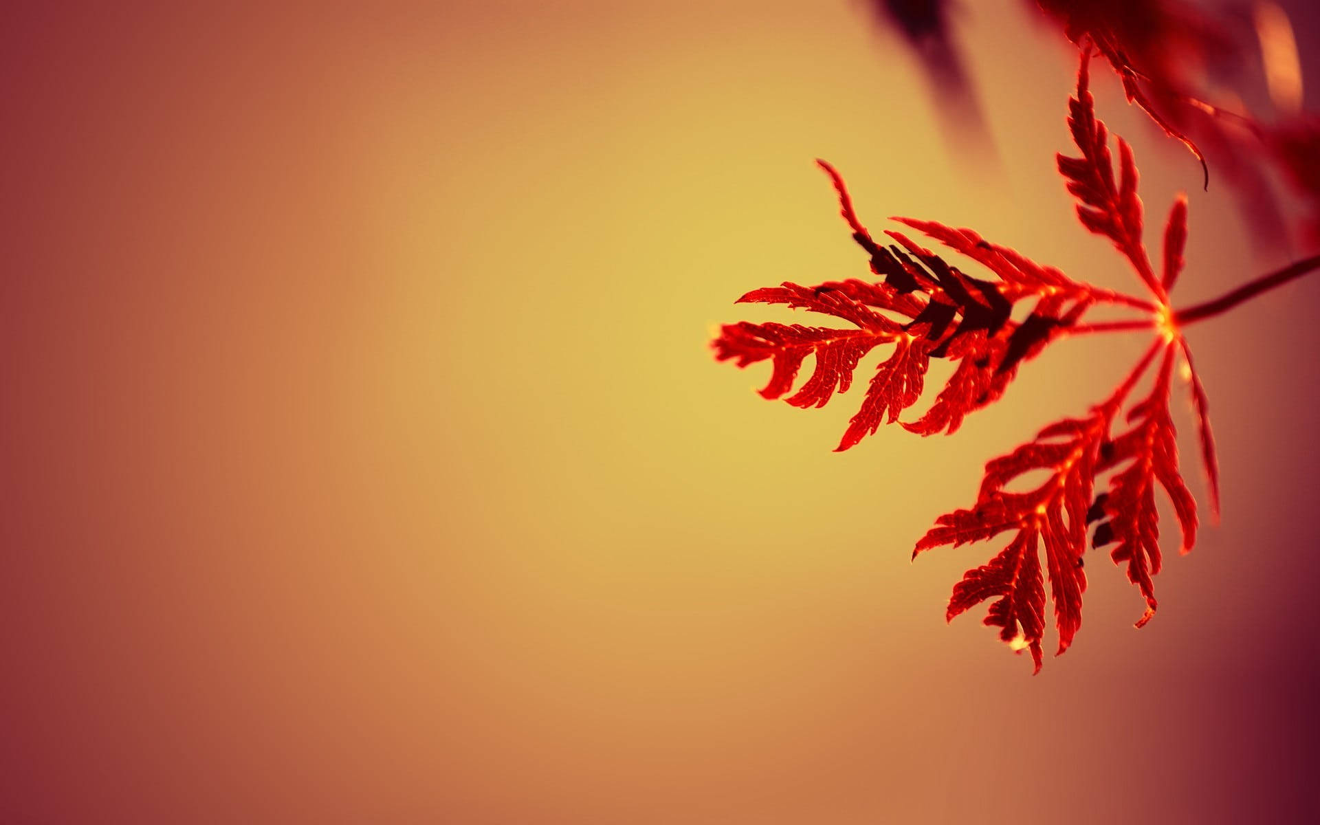 紅葉の背景 壁紙