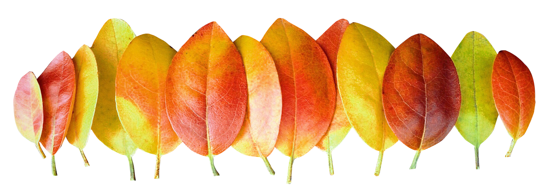 紅葉の色のグラデーション 壁紙