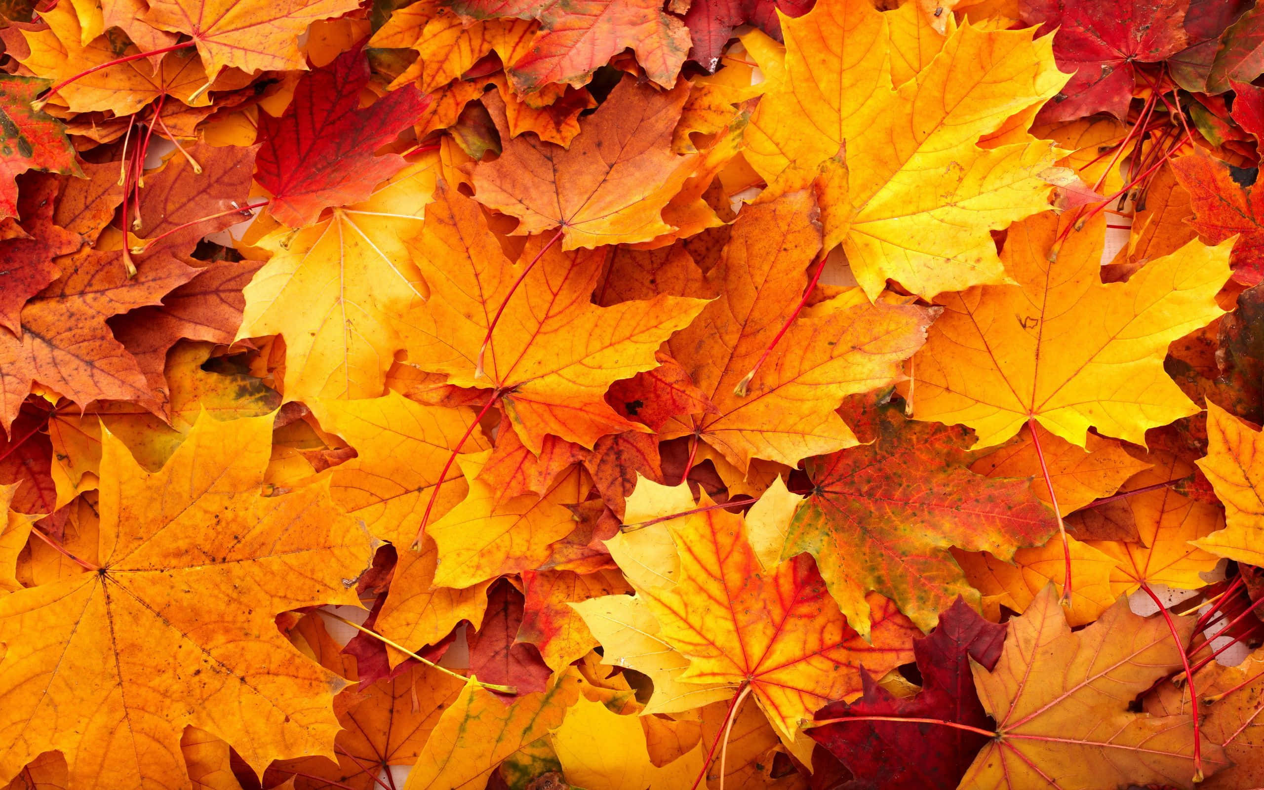 紅葉の落ち葉 壁紙
