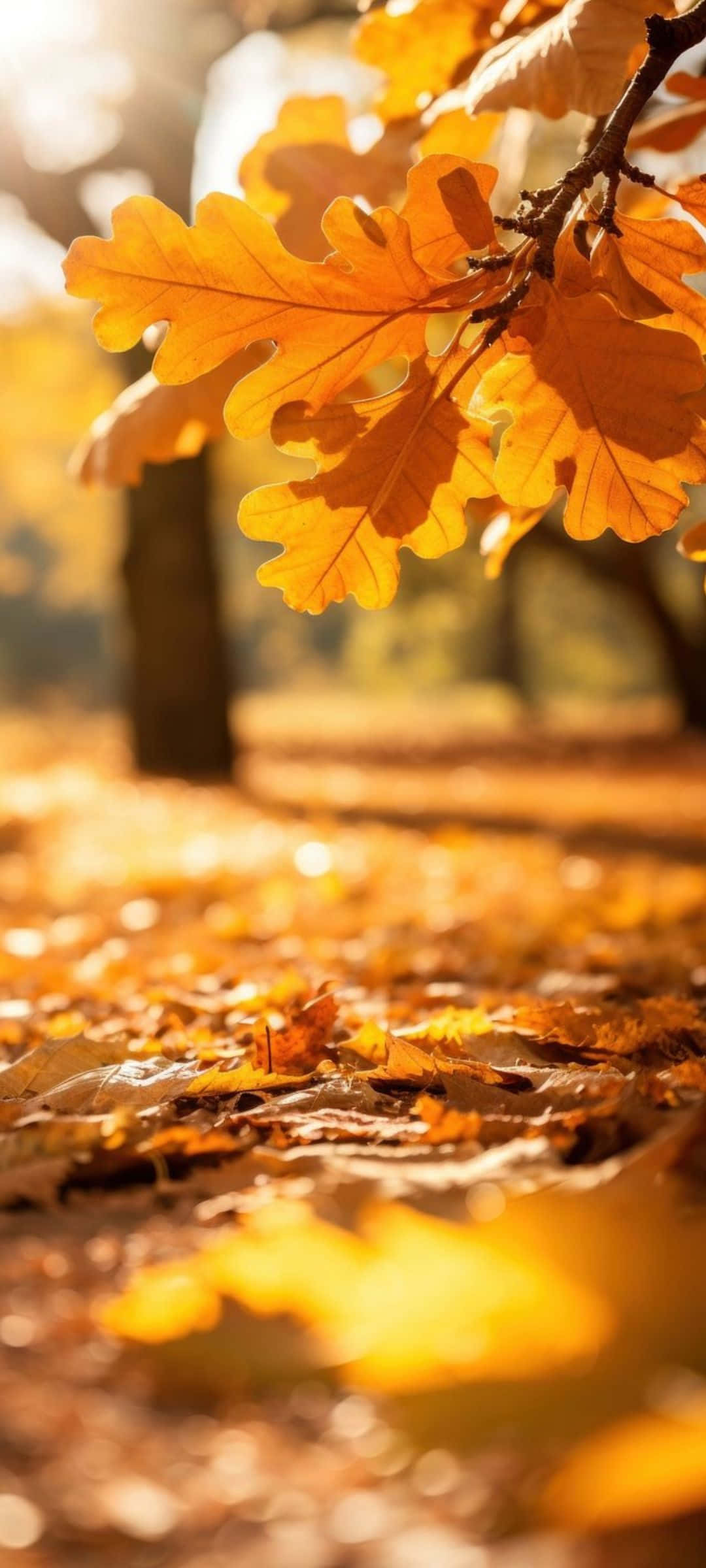 紅葉の葉 日差しの輝き 壁紙