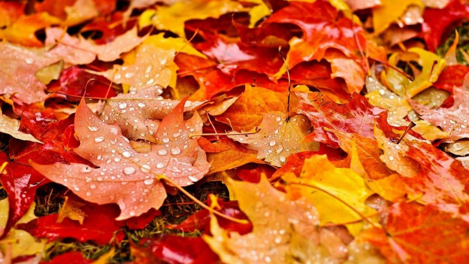 紅葉舞い散る秋の風景の中で、静かな散歩をお楽しみください。 壁紙