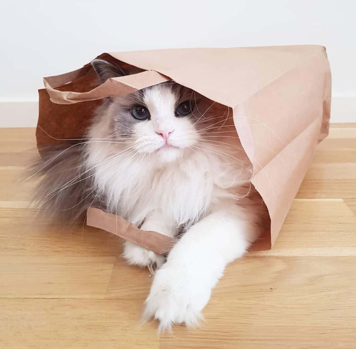 紙袋の中の美しい猫の写真 壁紙