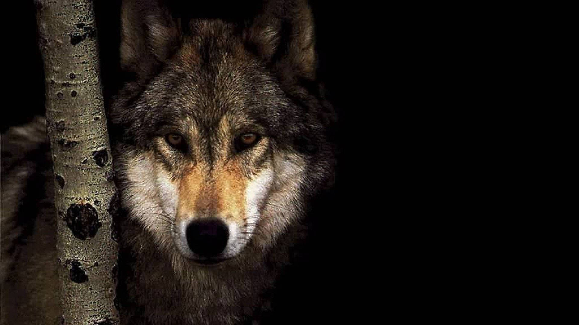 素早くカメラを一瞥する野生の灰色オオカミ 壁紙
