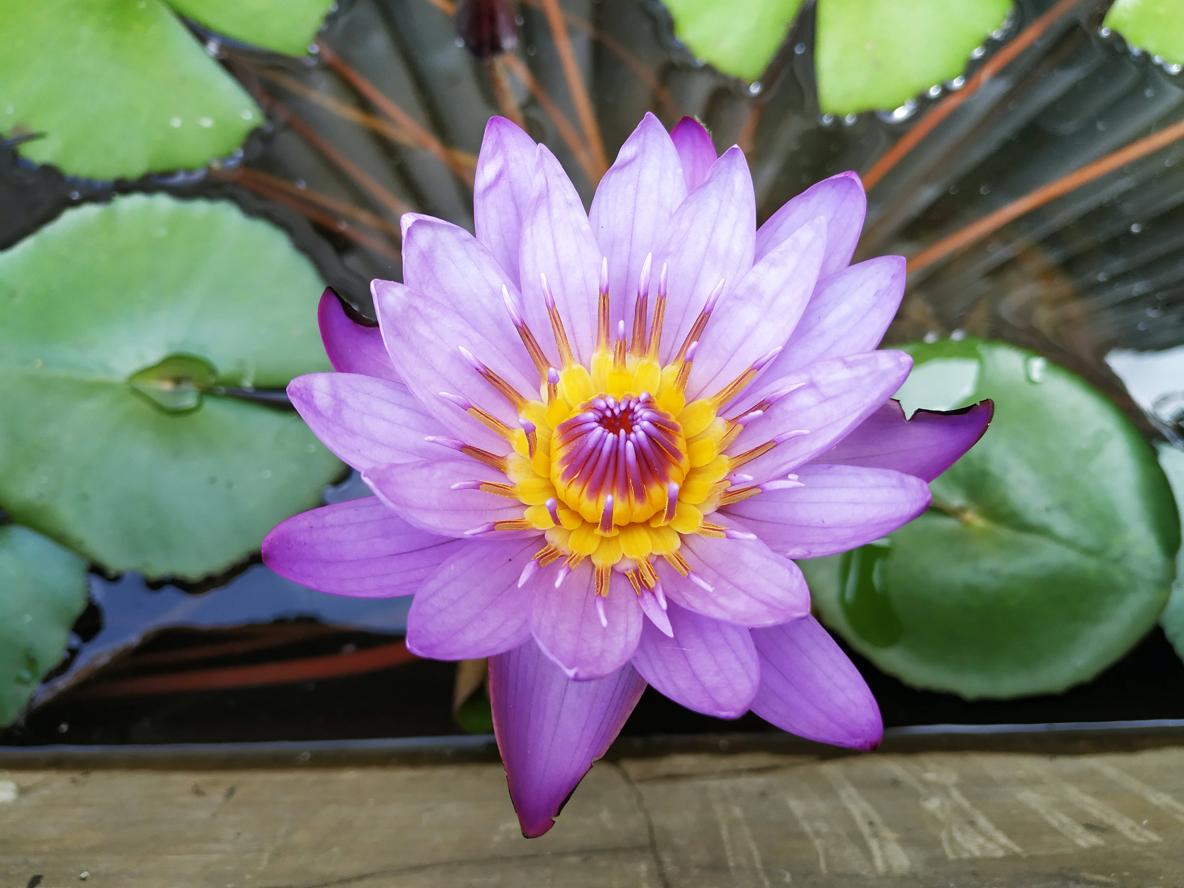 紫と黄色の蓮の花 壁紙