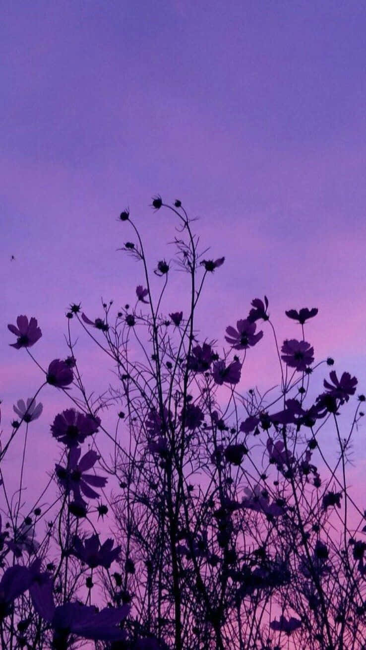 紫のコスモスの花を低アングルで捉えた美しい背景 壁紙