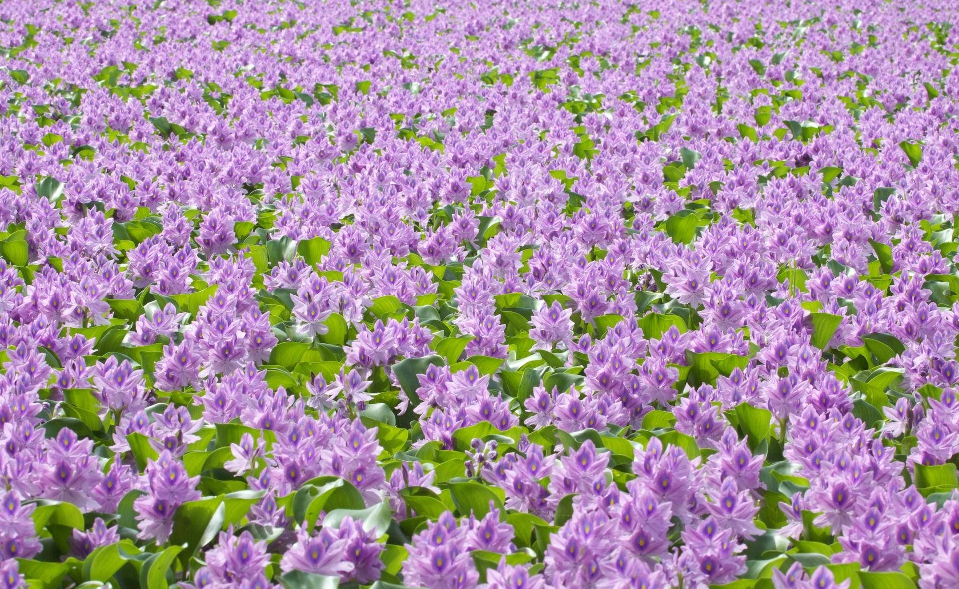 明るい天気の中、緑の葉と紫の花でいっぱいの壁紙 — パステルパープル 壁紙